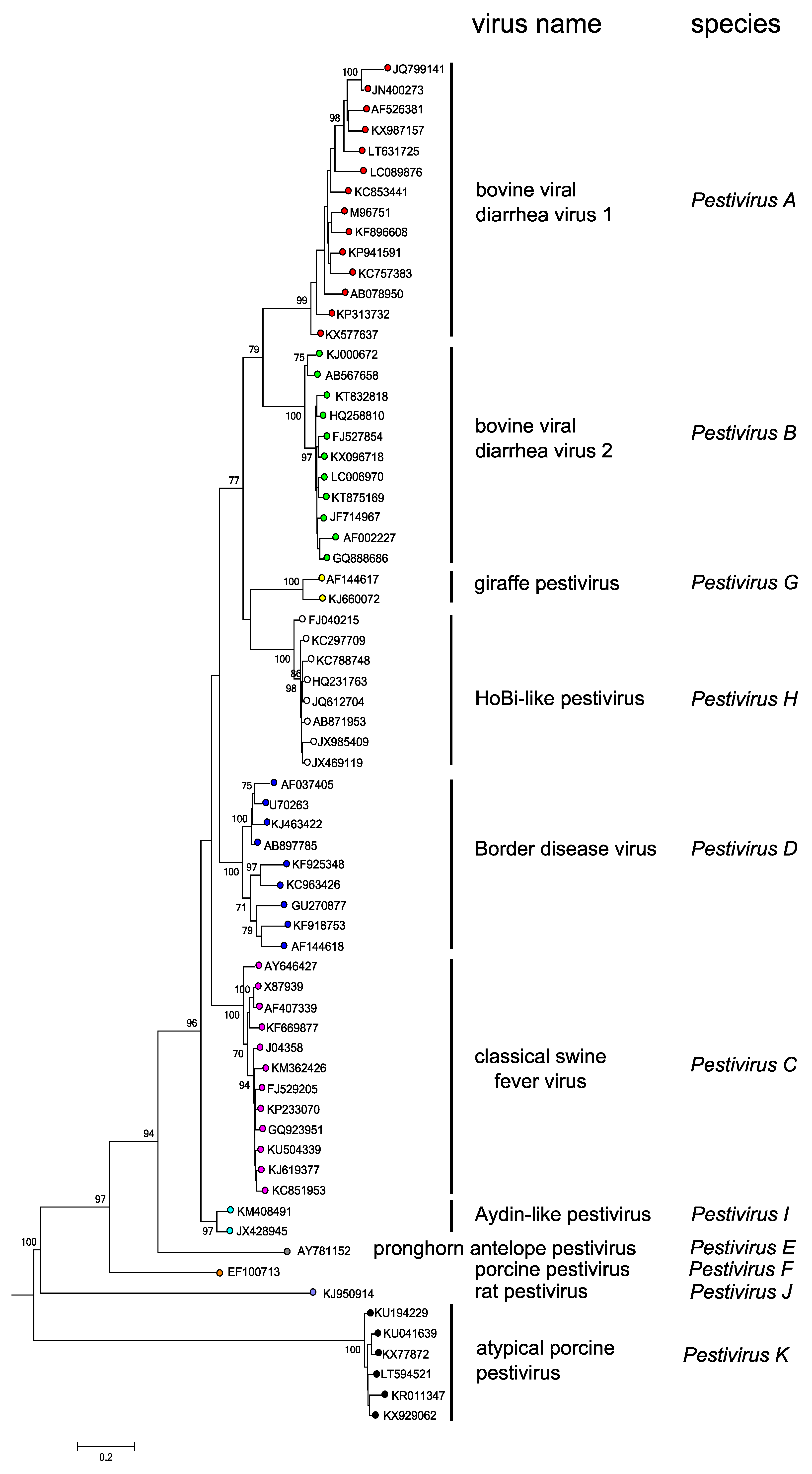 Pestivirus Phylogeny