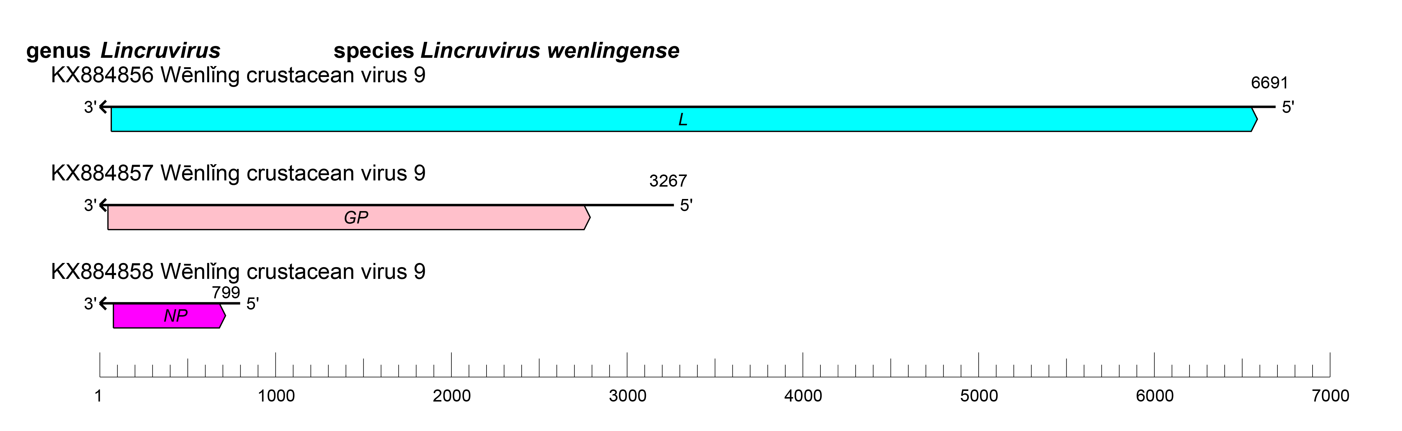 Cruliviridae genome