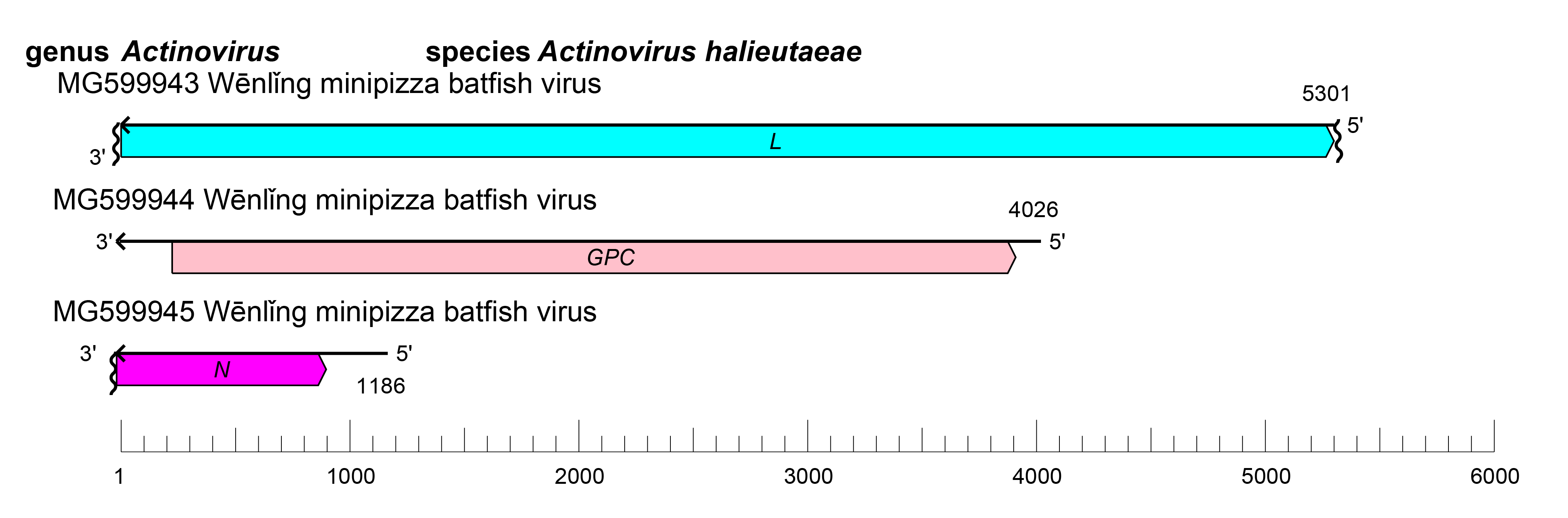 Actinovirus genome