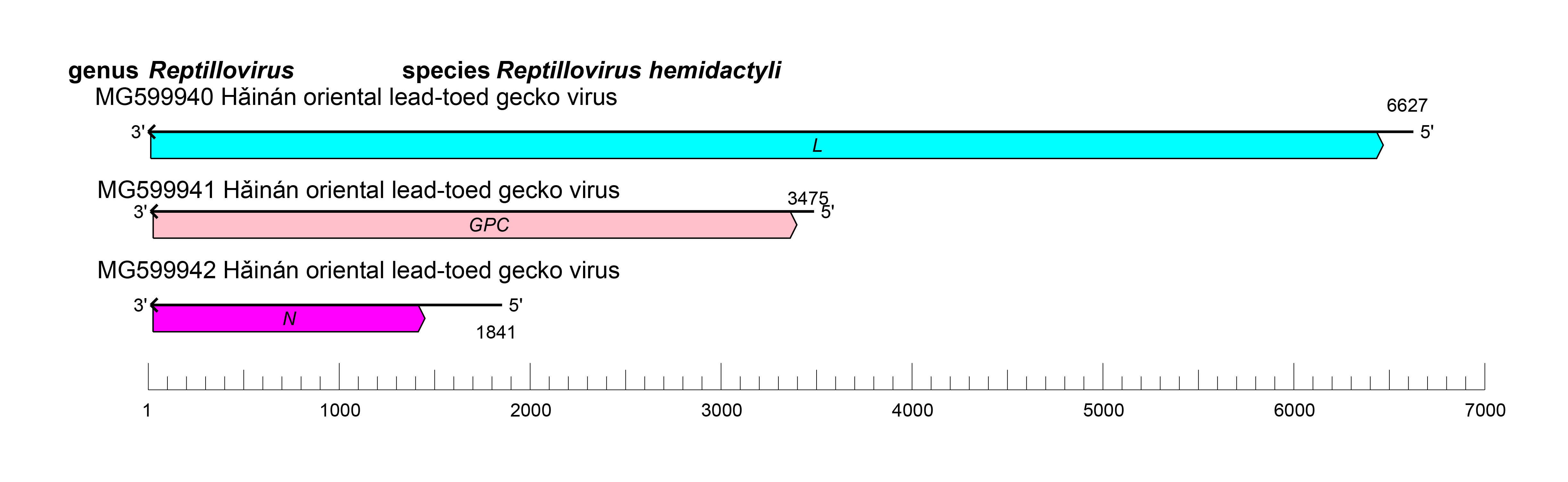 Reptillovirus genome