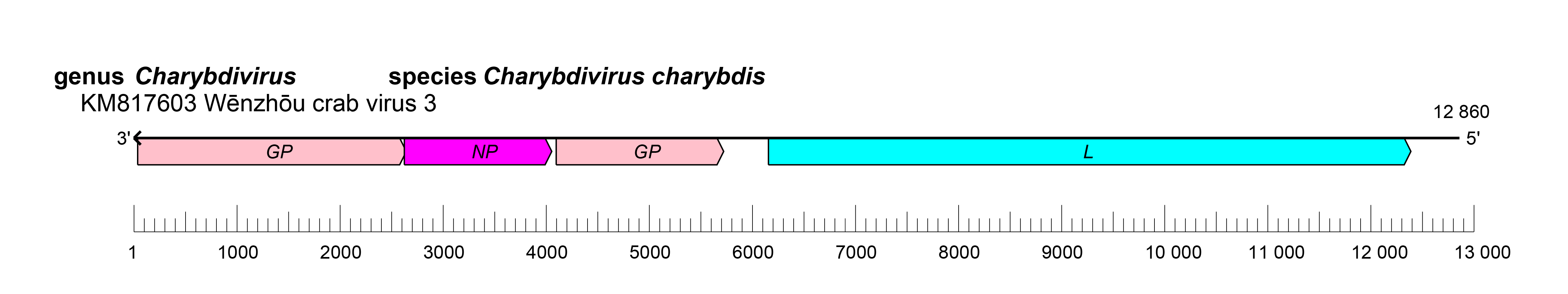 Natareviridae genome