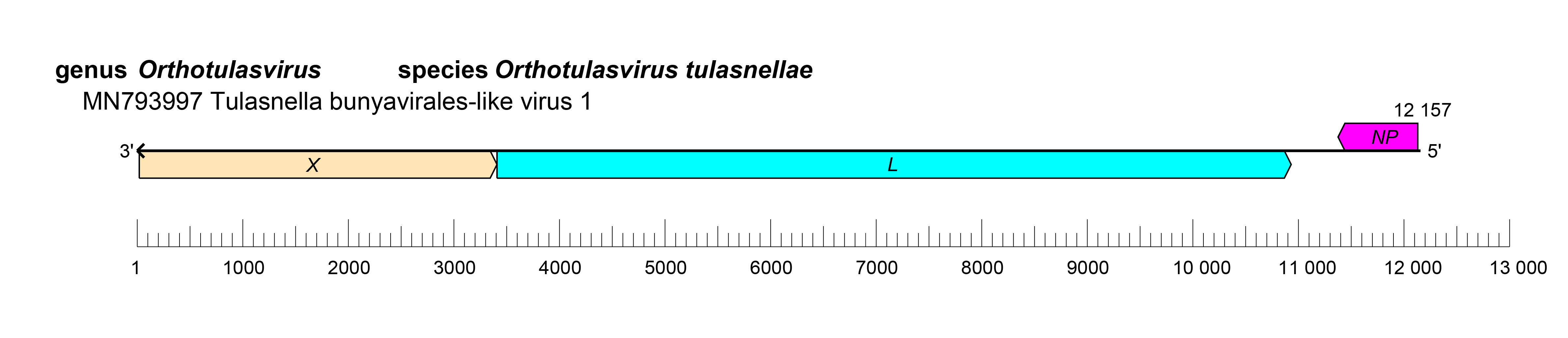 Tulasviridae genome