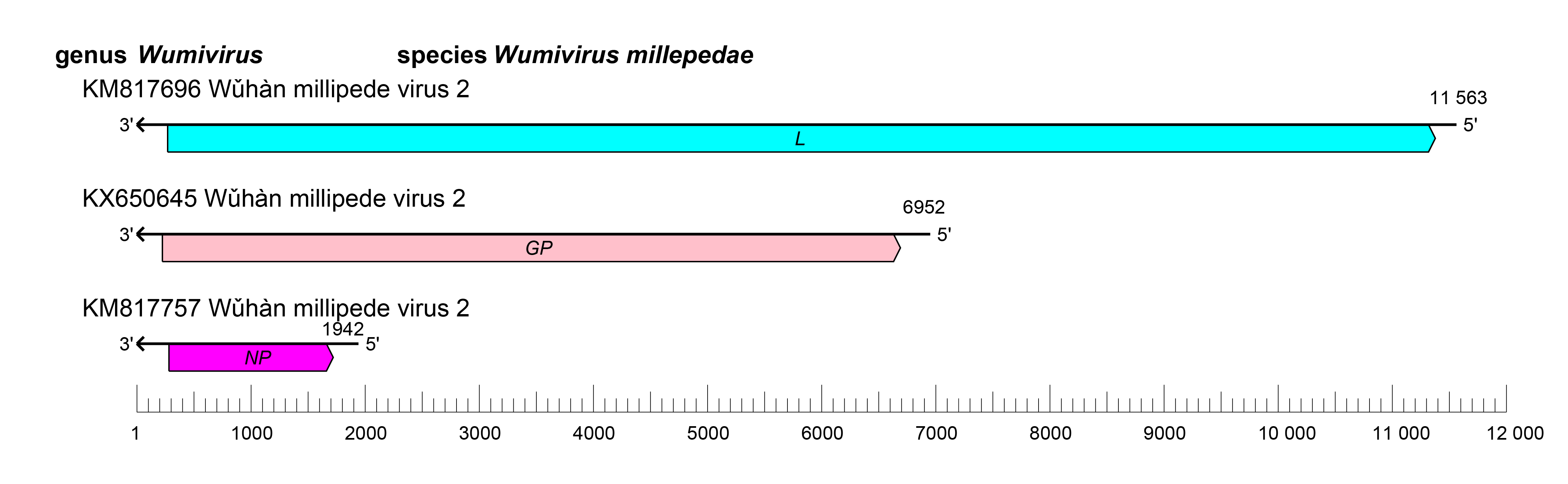 Wupedeviridae genome