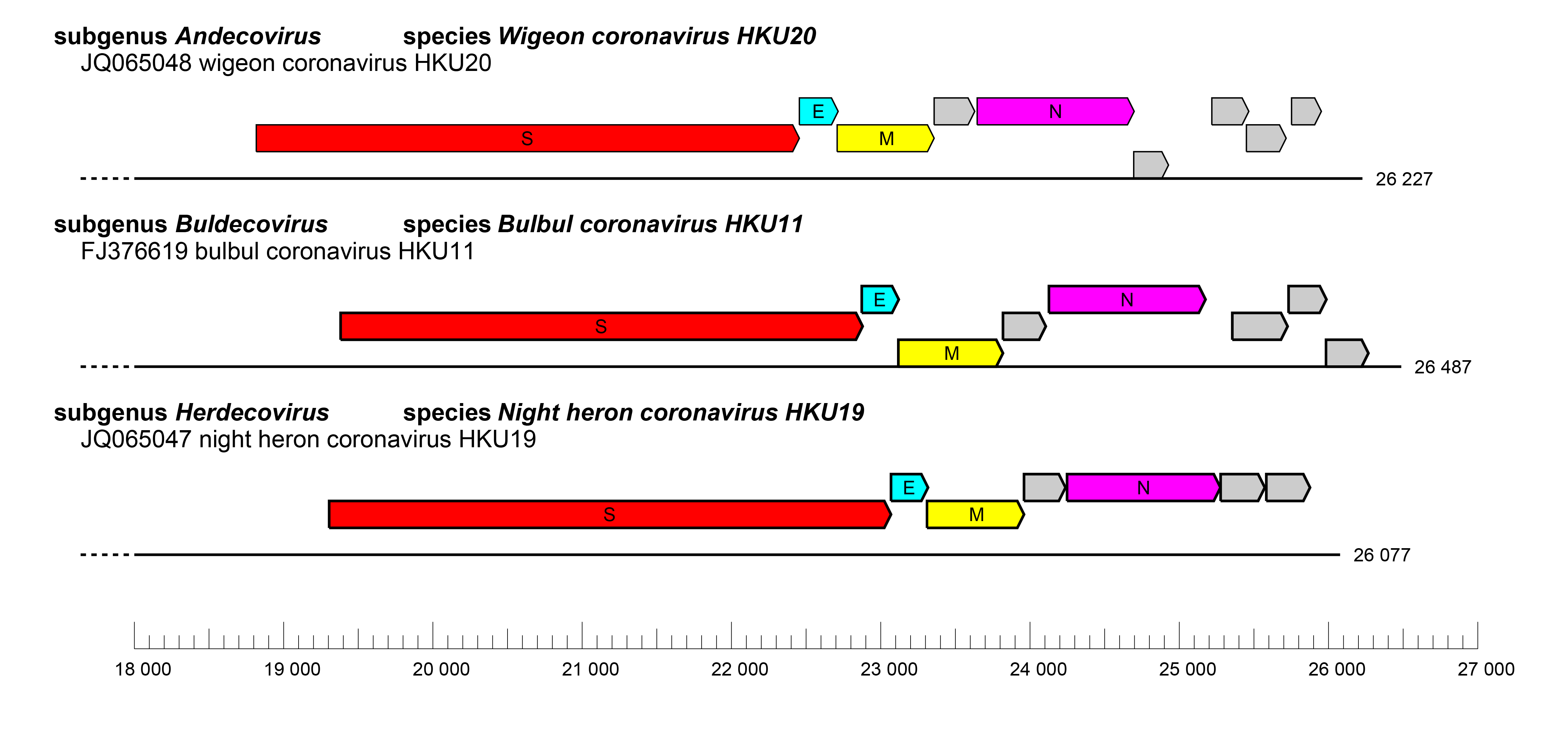 Deltacoronavirus genome organisation