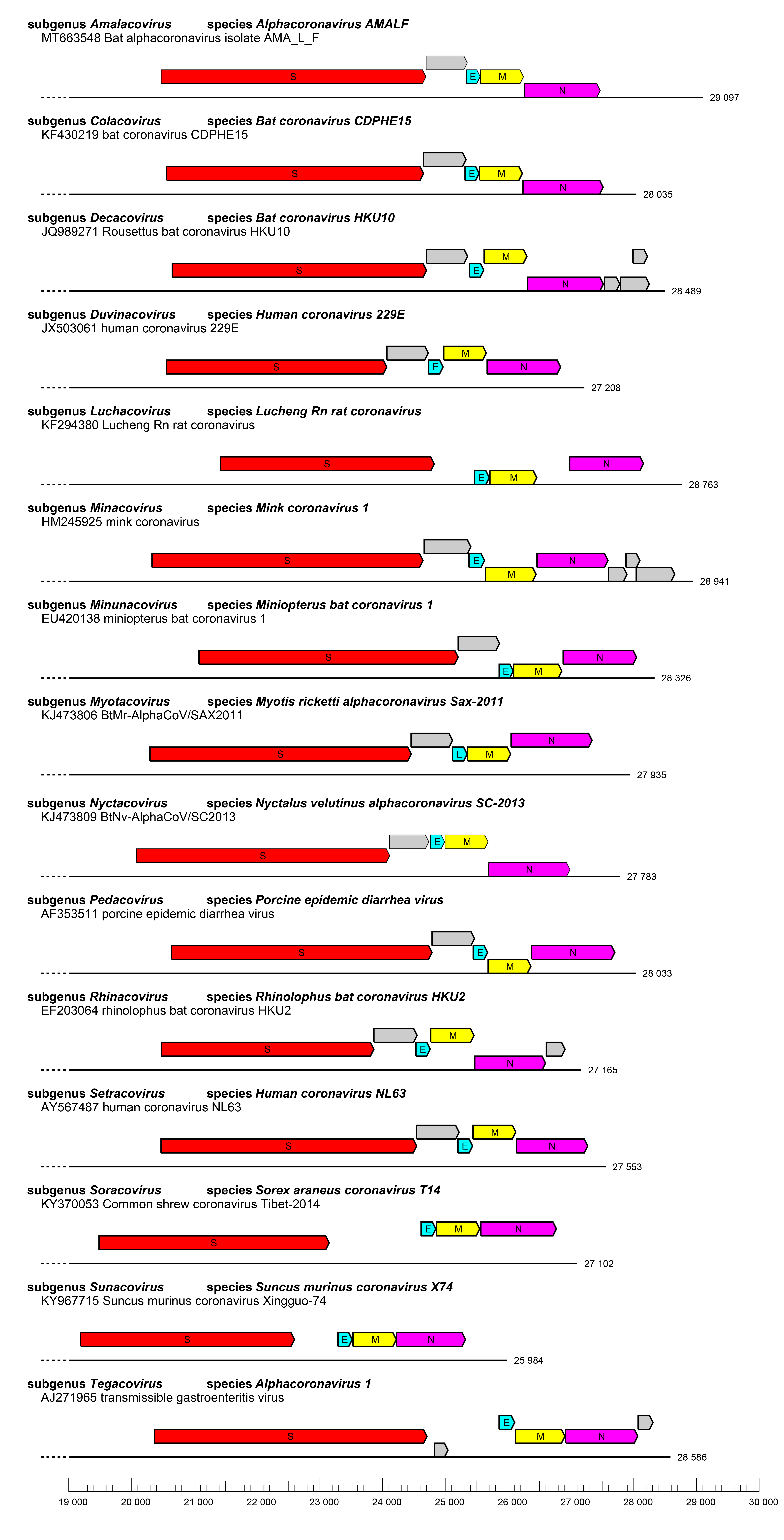 Alphacoronavirus genome organisation