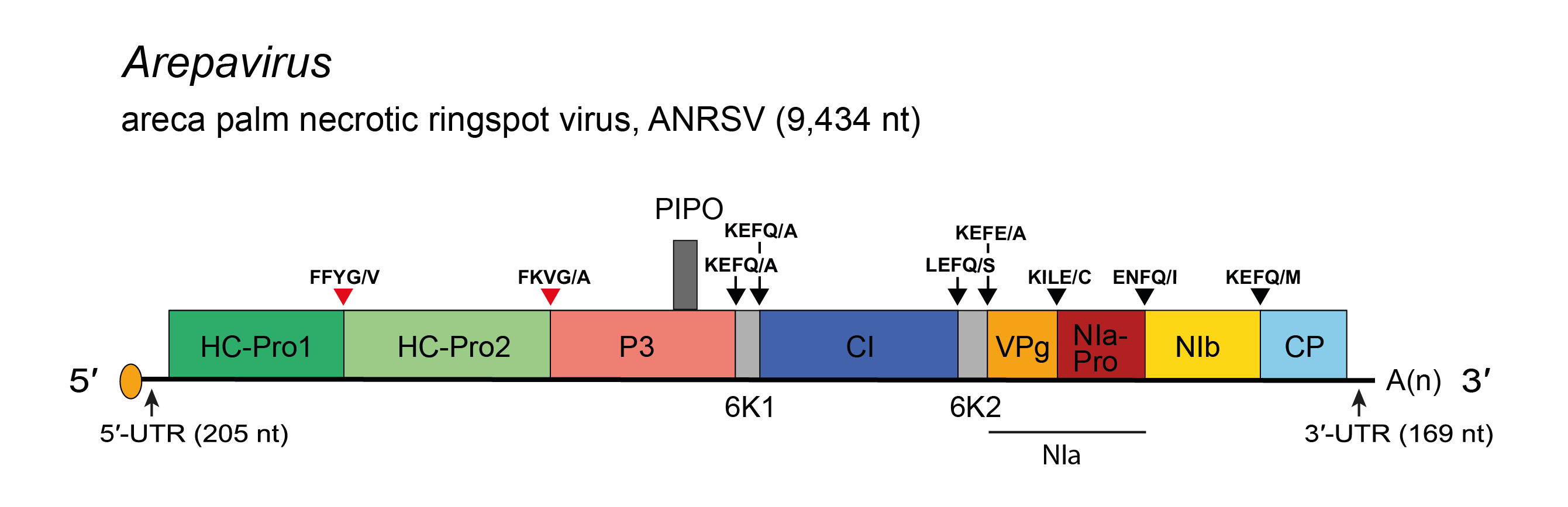 Genome diagram Arepavirus