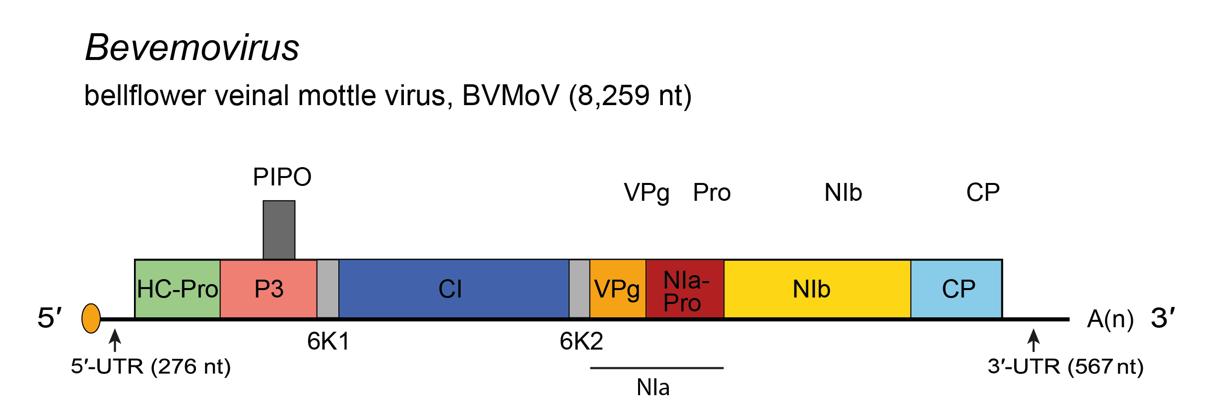 Genome diagram Bevemovirus