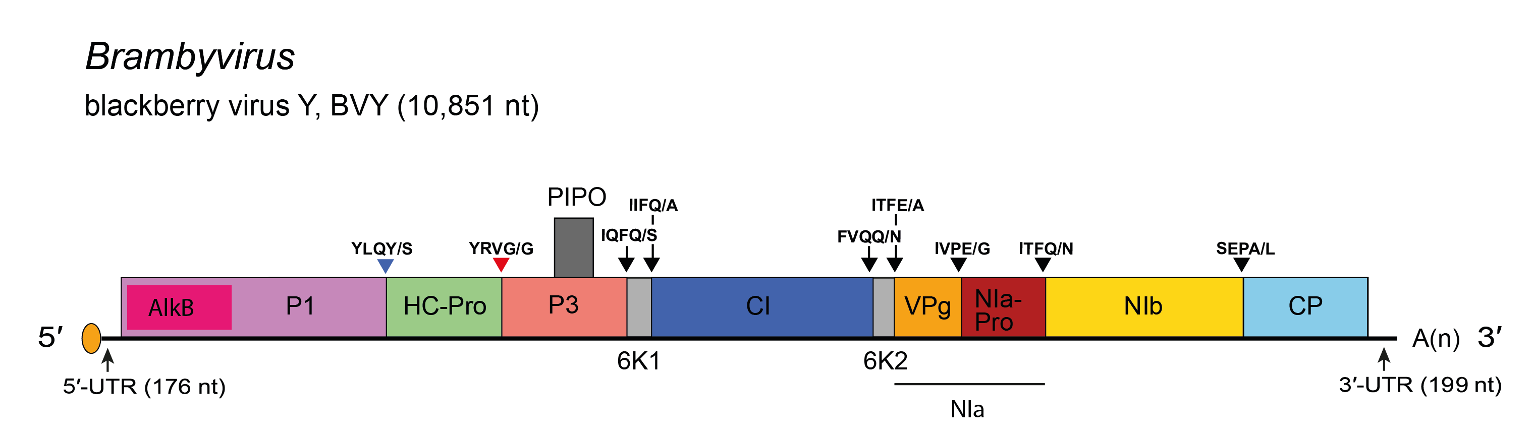 Genome diagram Brambyvirus
