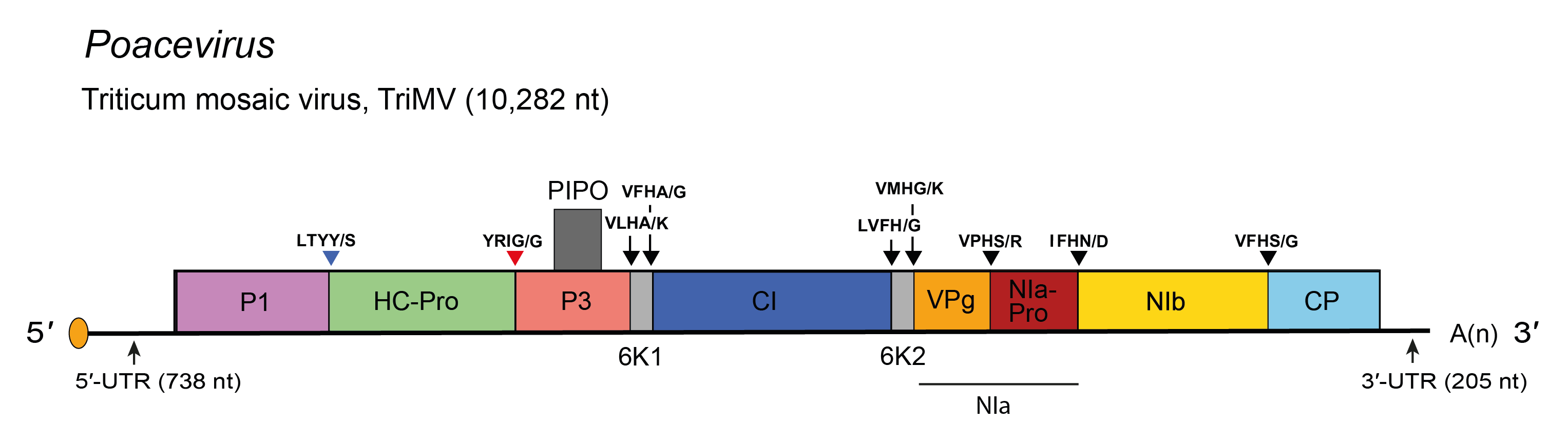 Genome diagram Poacevirus