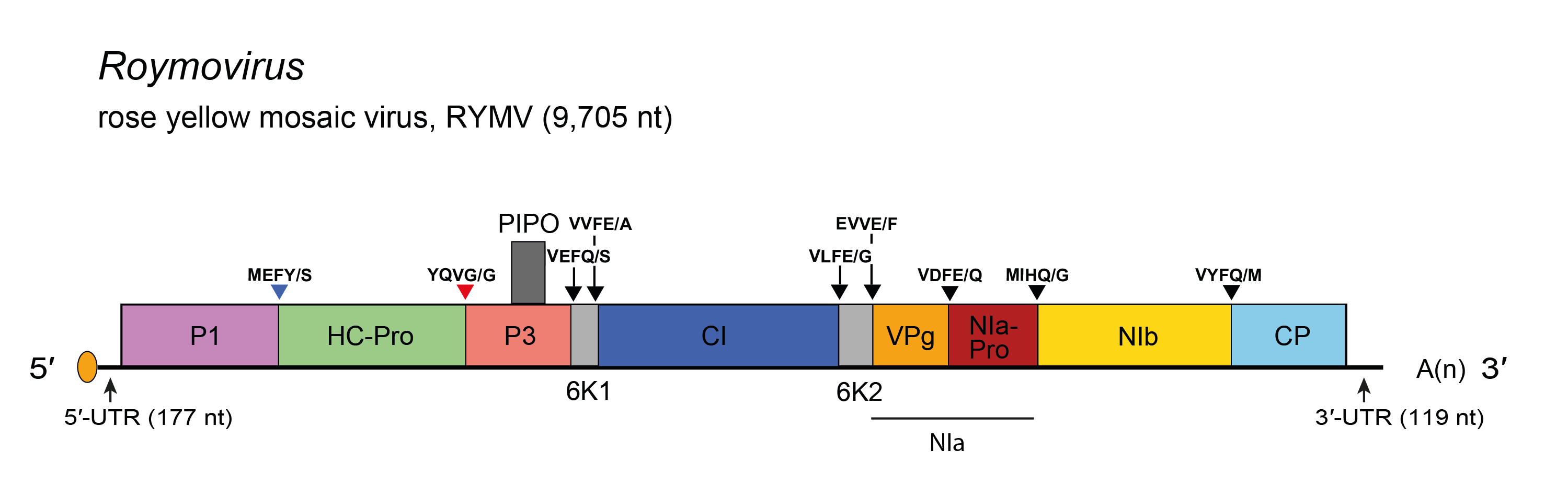 Genome diagram Roymovirus
