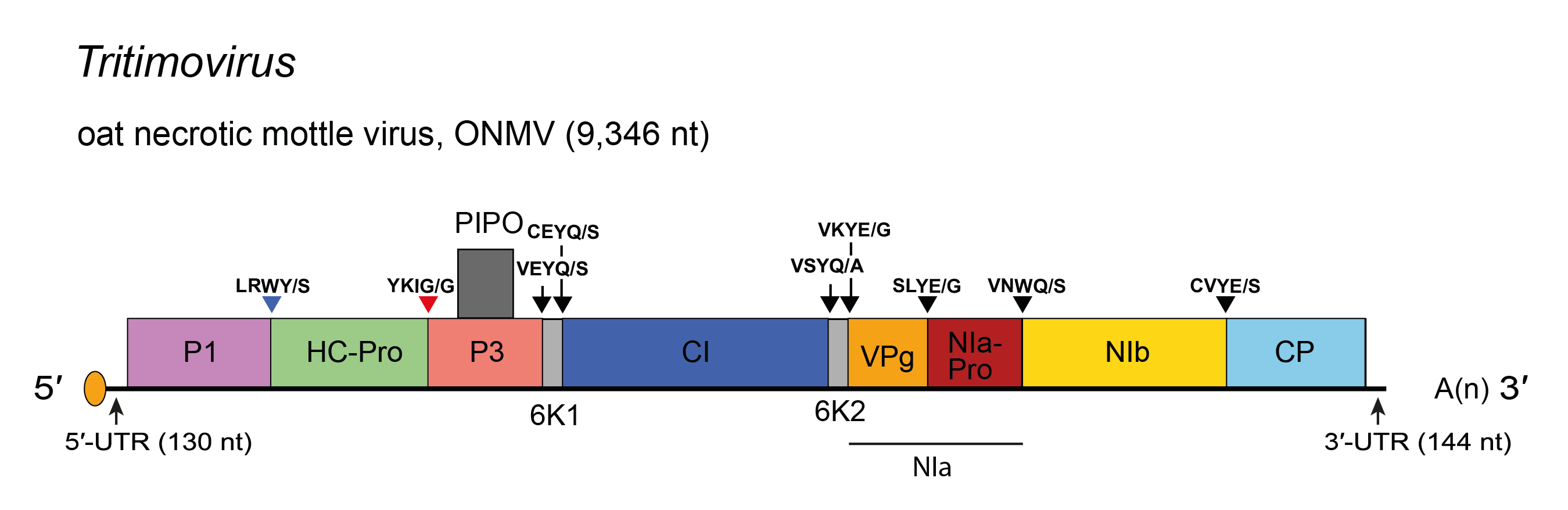 Genome diagram Tritimovirus