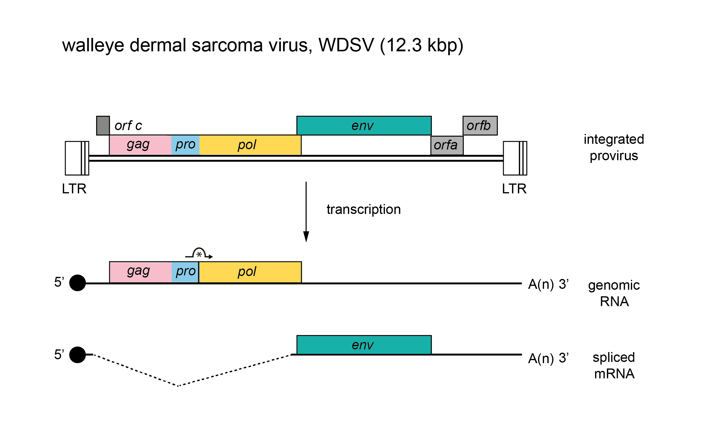 Genome diagram Epsilonretrovirus