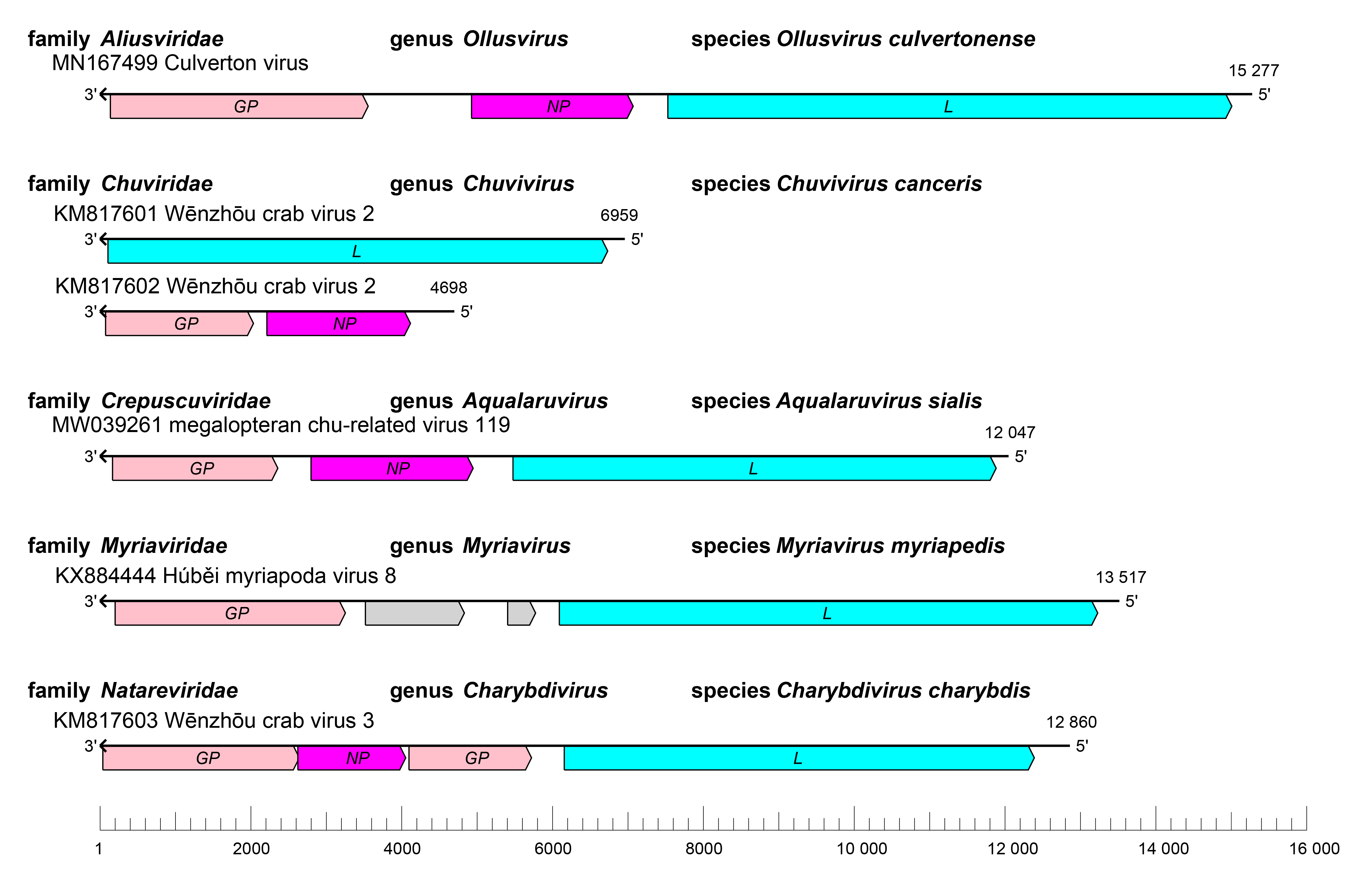 Jingchuvirales genome
