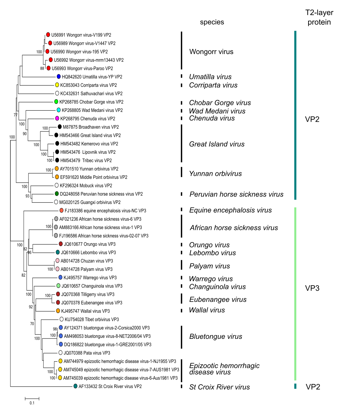 Figure 3.&nbsp;Orbivirus