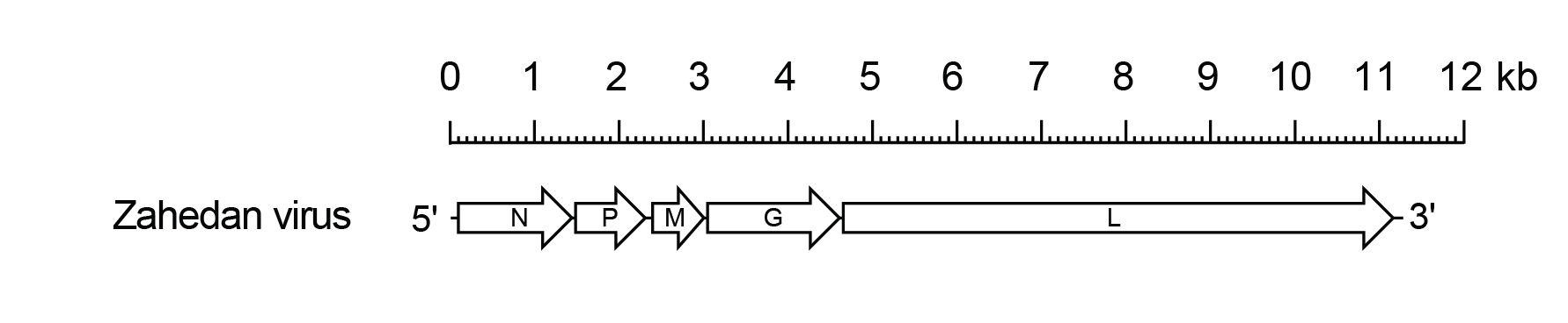 Zarhavirus genome