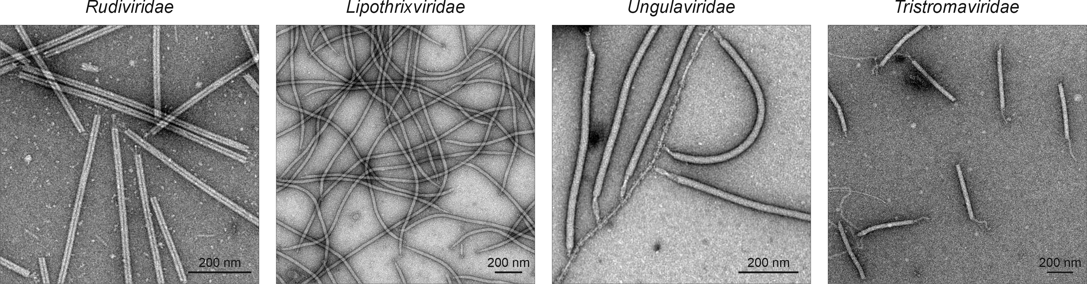 Adnaviria virions