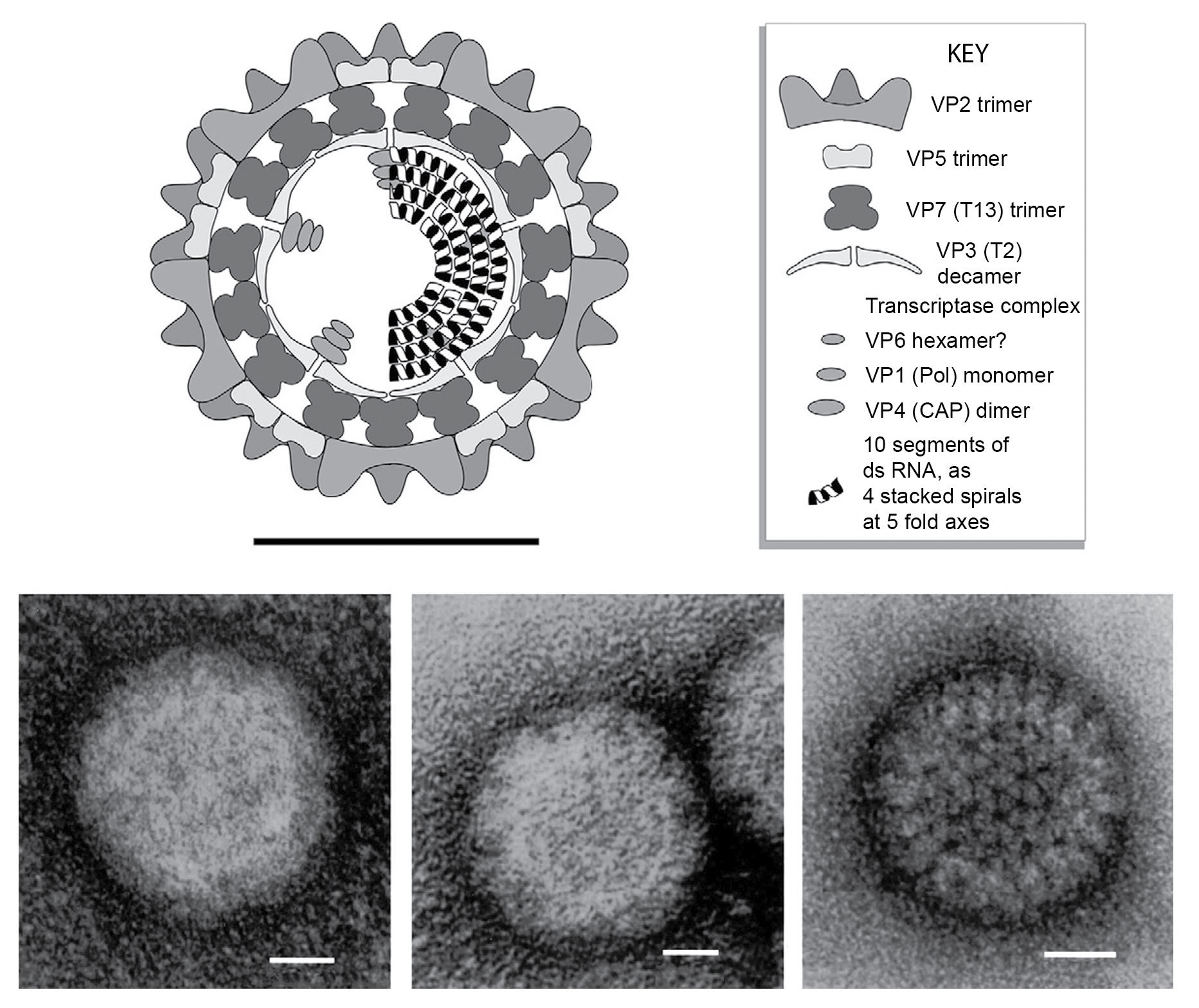 Figure 1. Orbivirus