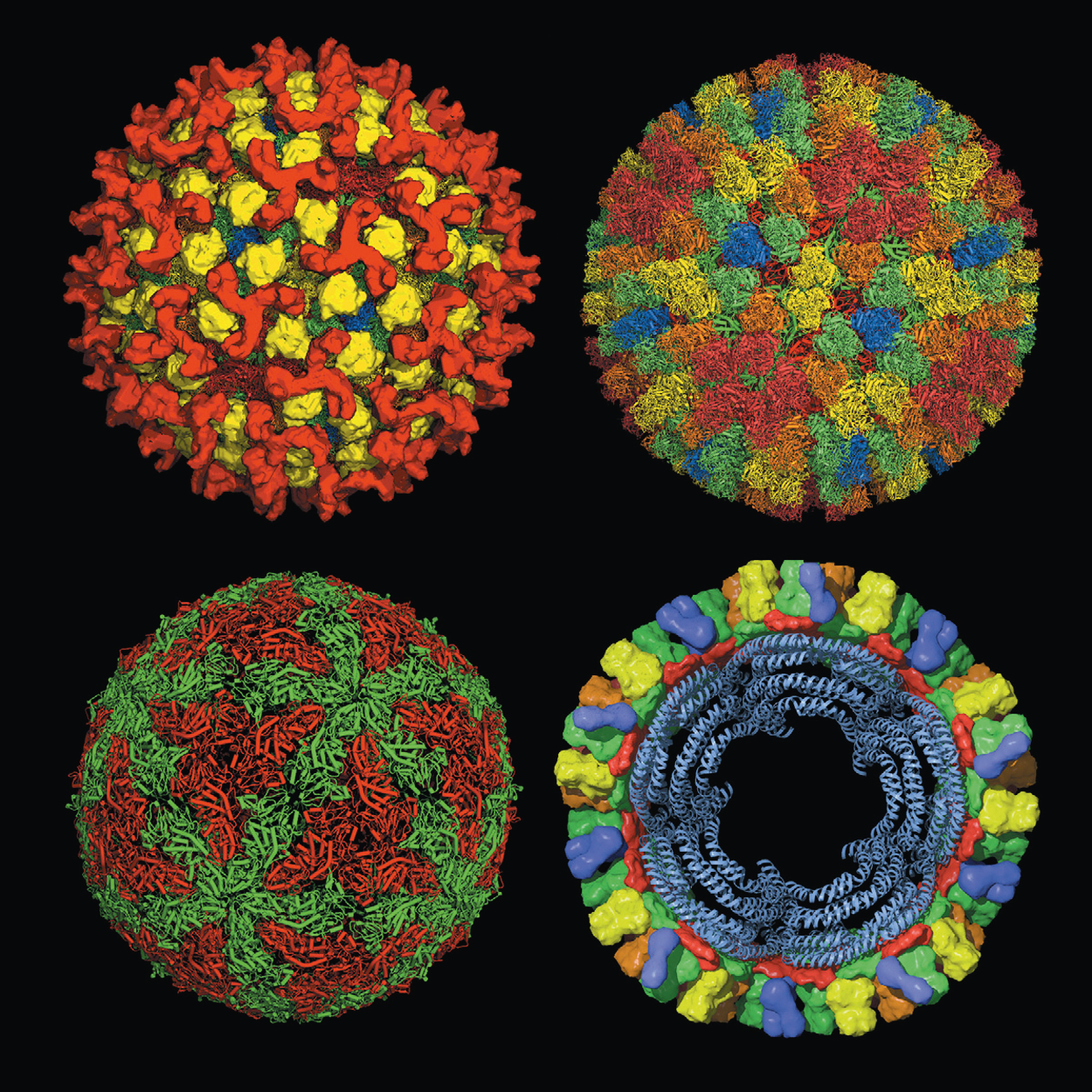 Figure 2. Orbivirus