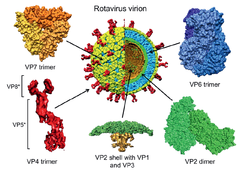 Figure 2. Rotavirus