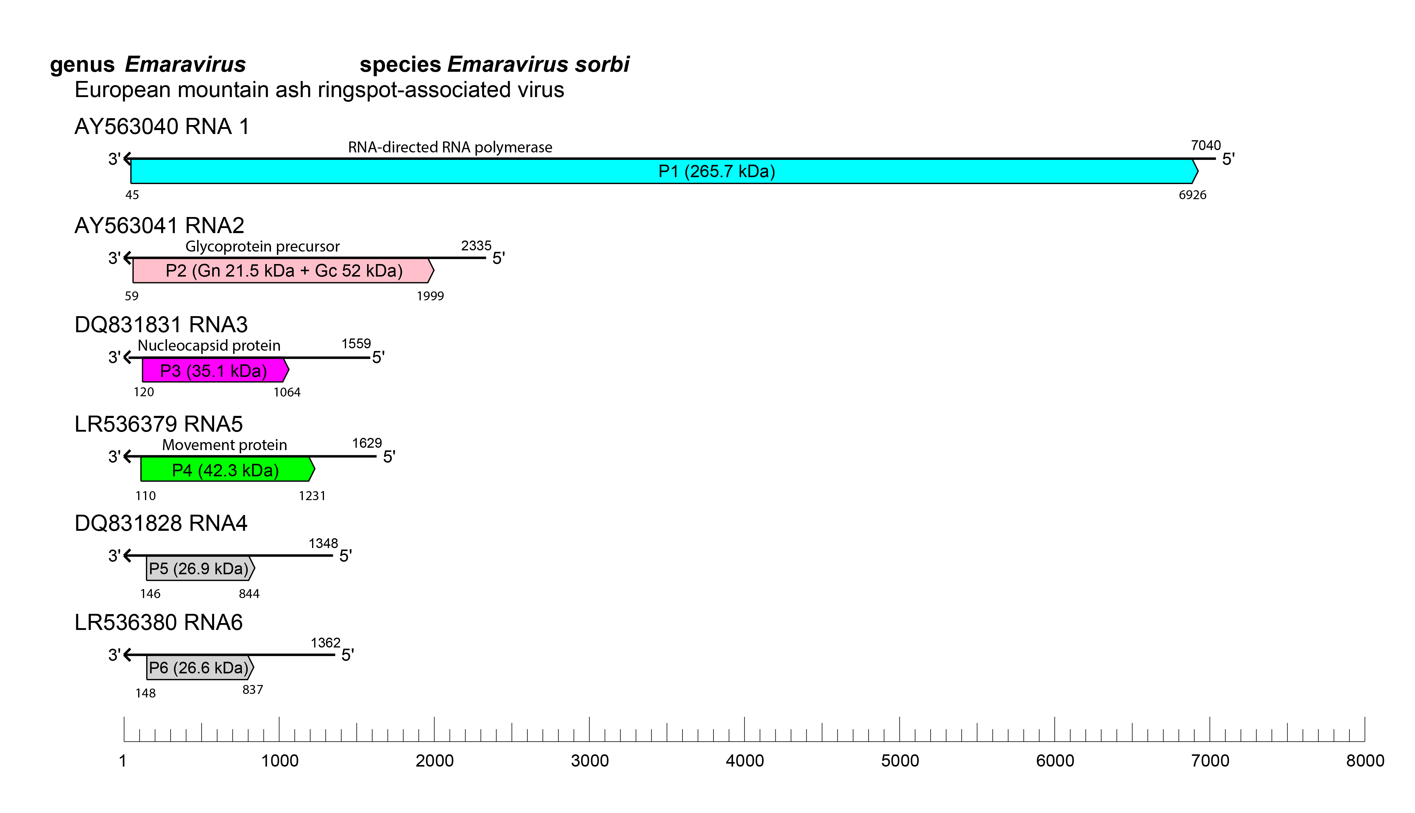 Fimoviridae genome