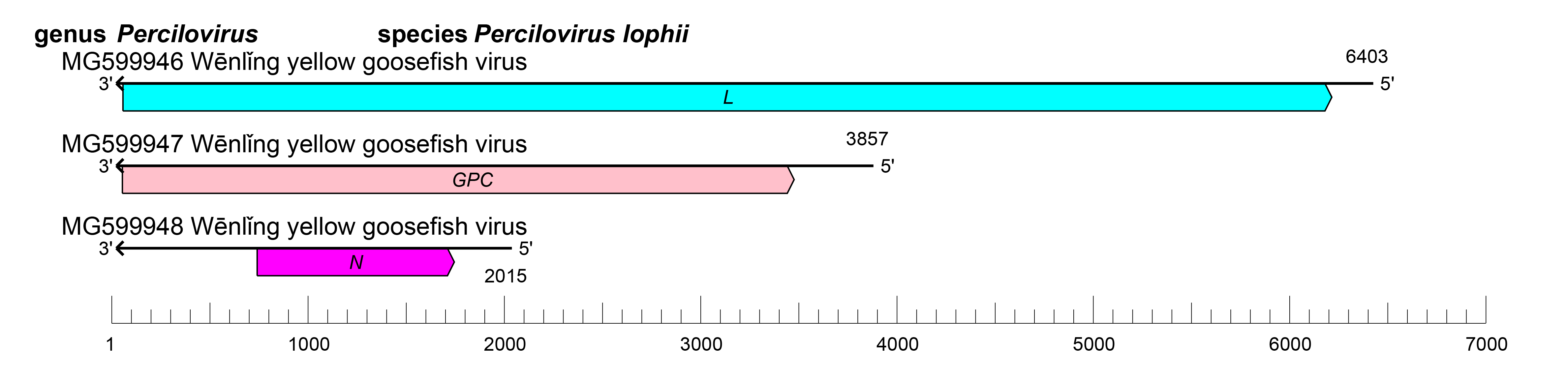 Percilovirus genome