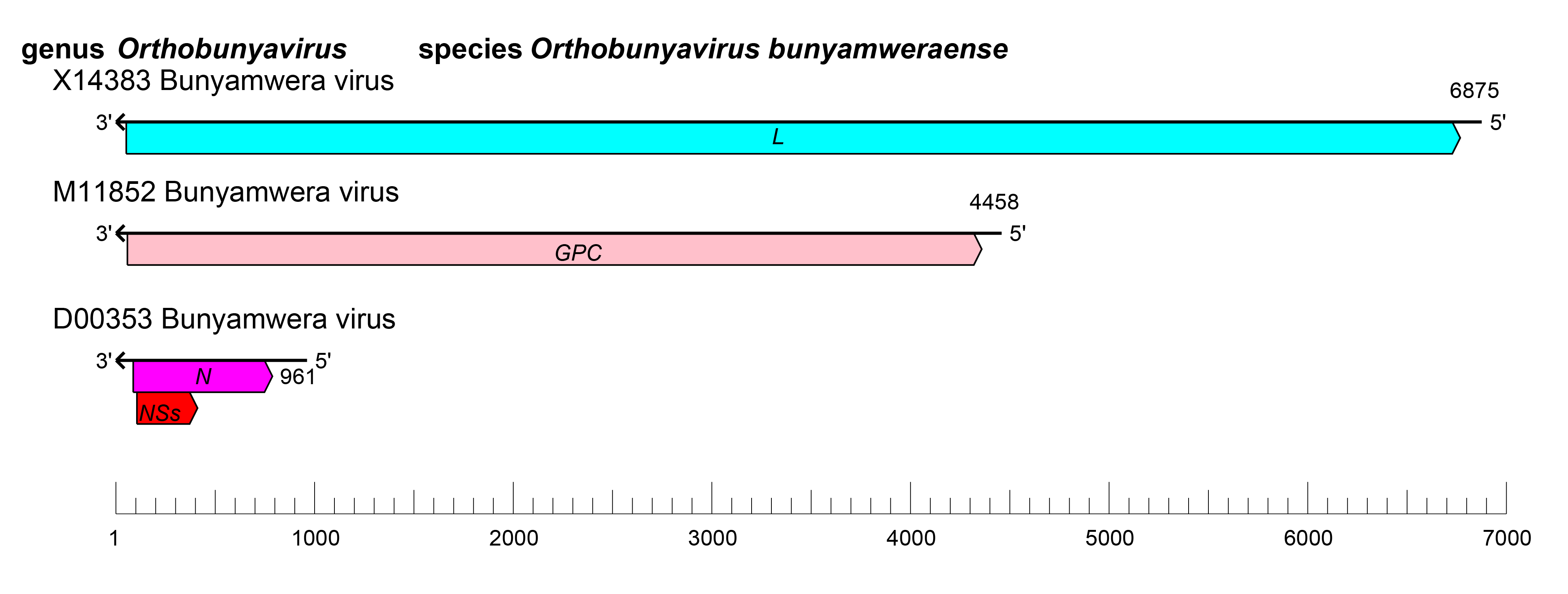 Orthobunyavirus genome