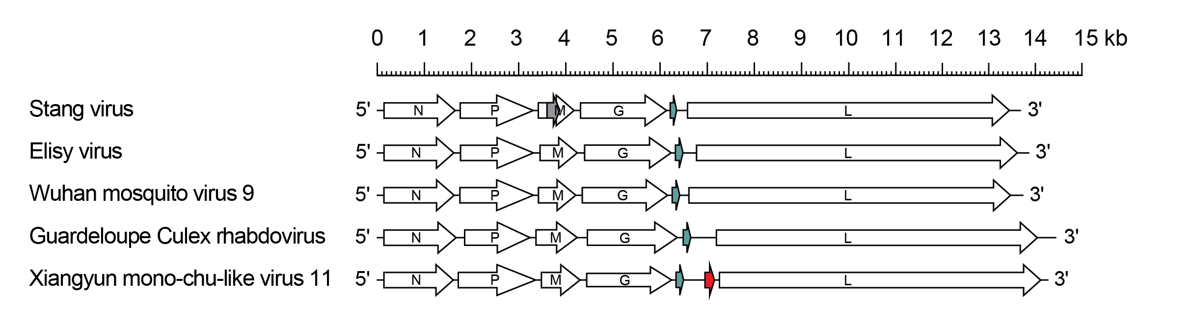 Stangrhavirus genome