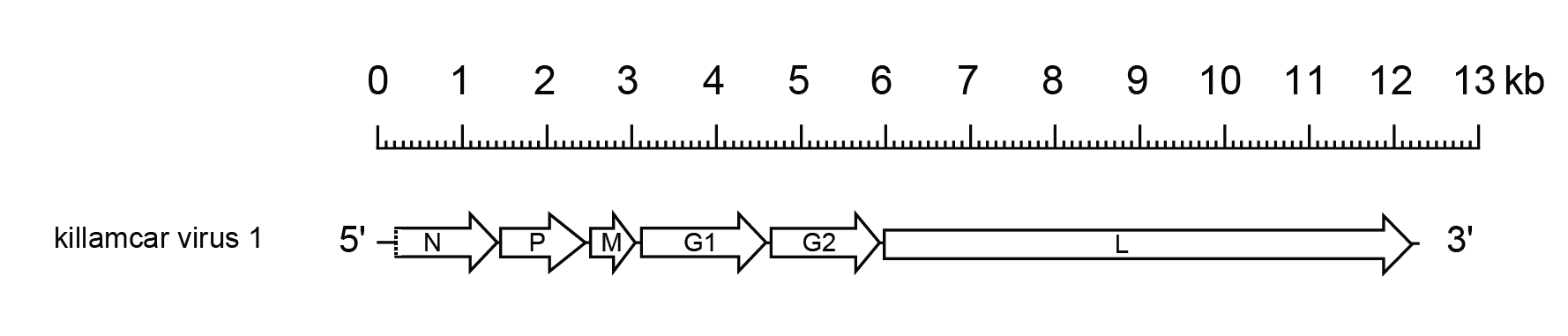 Uniorhavirus genome