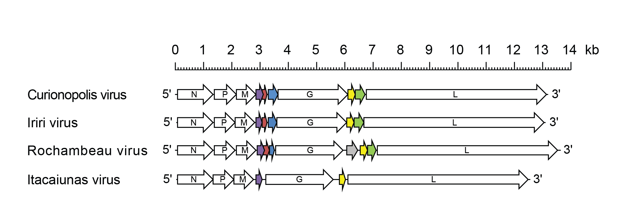 Curiovirus genome
