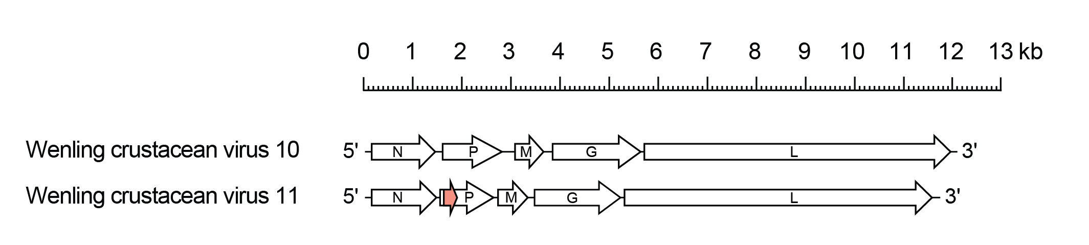 Alphacrustravirus genomes