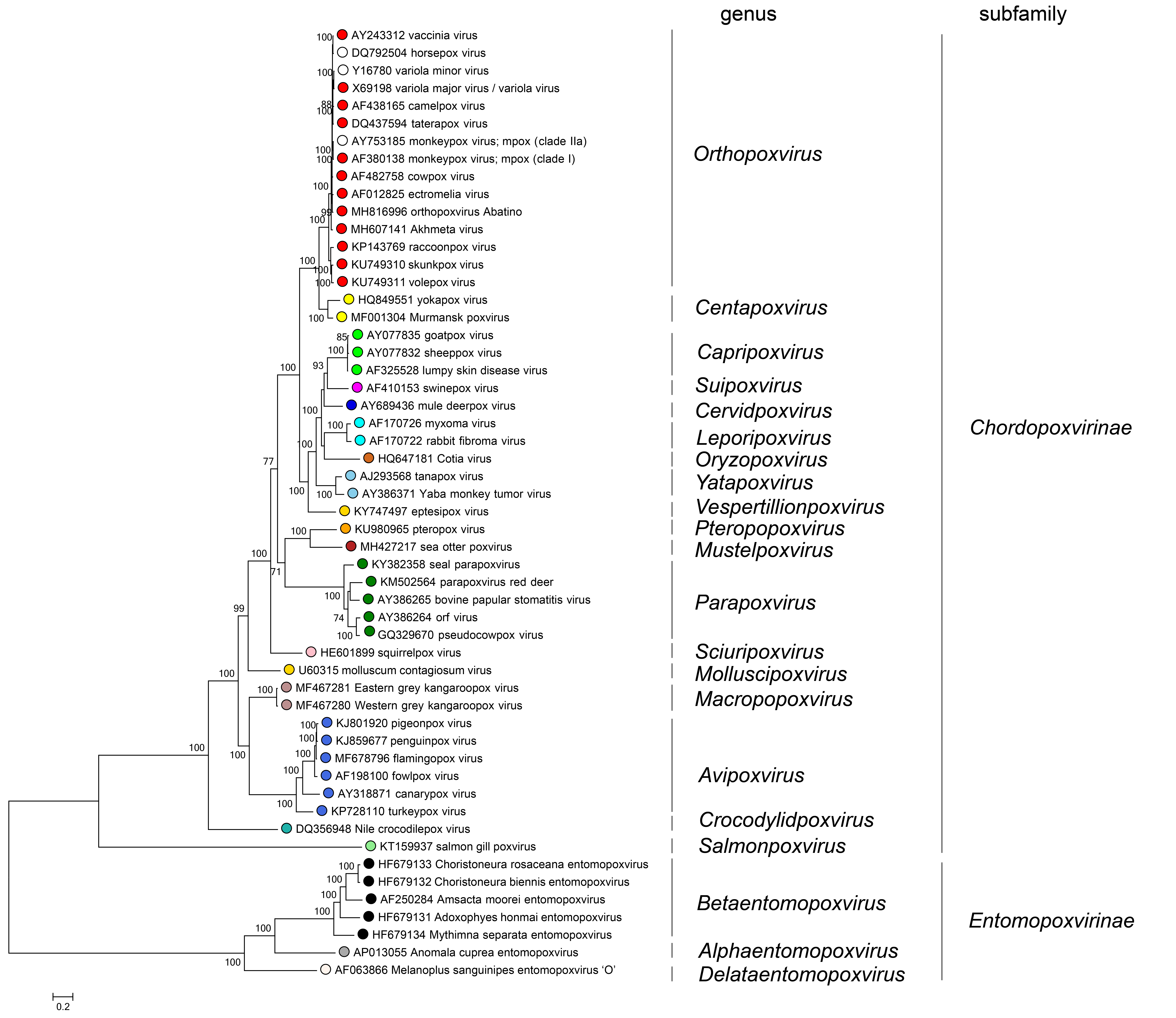 Poxviridae phylogeny
