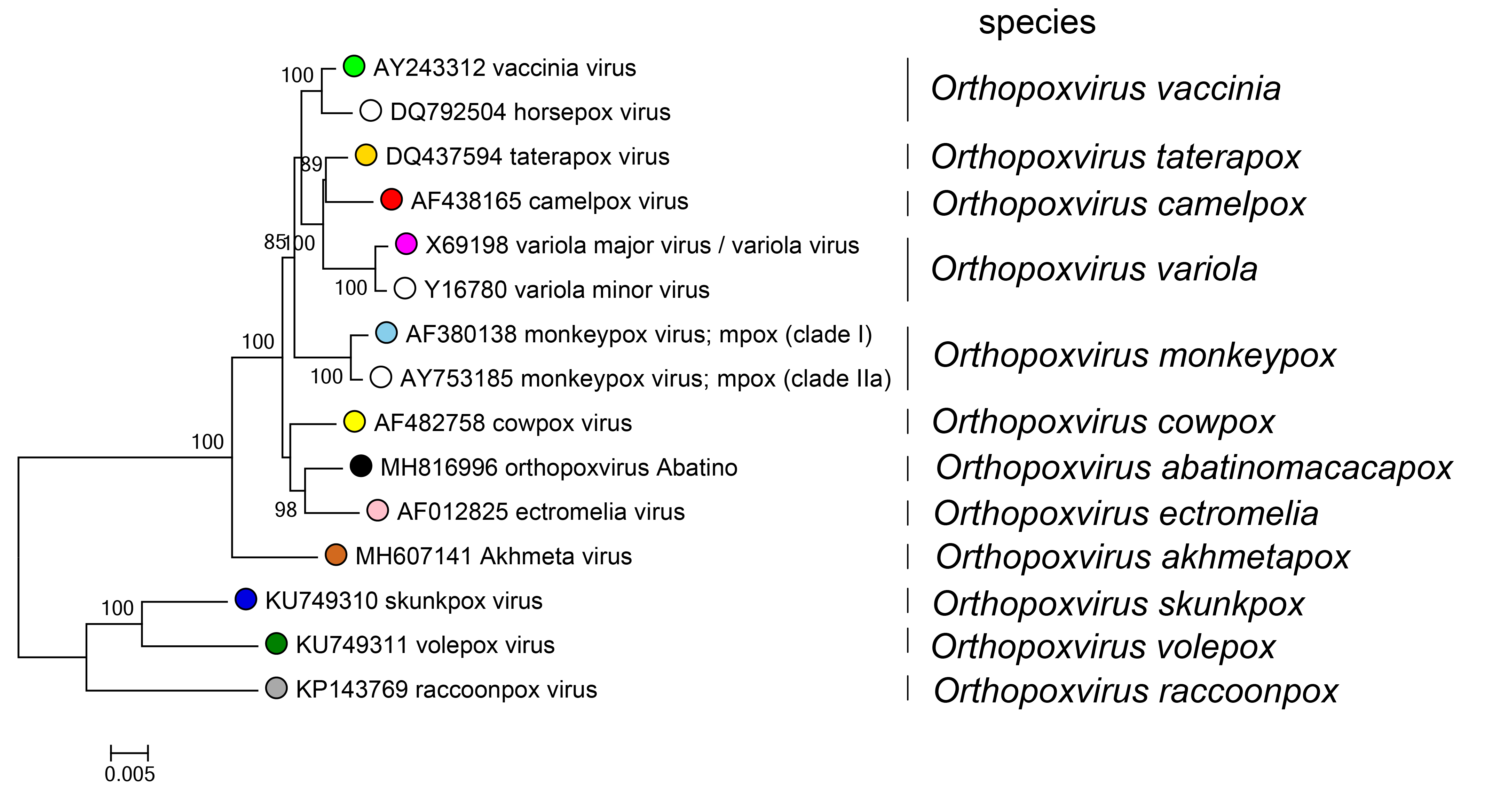 Orthopoxvirus phylogeny