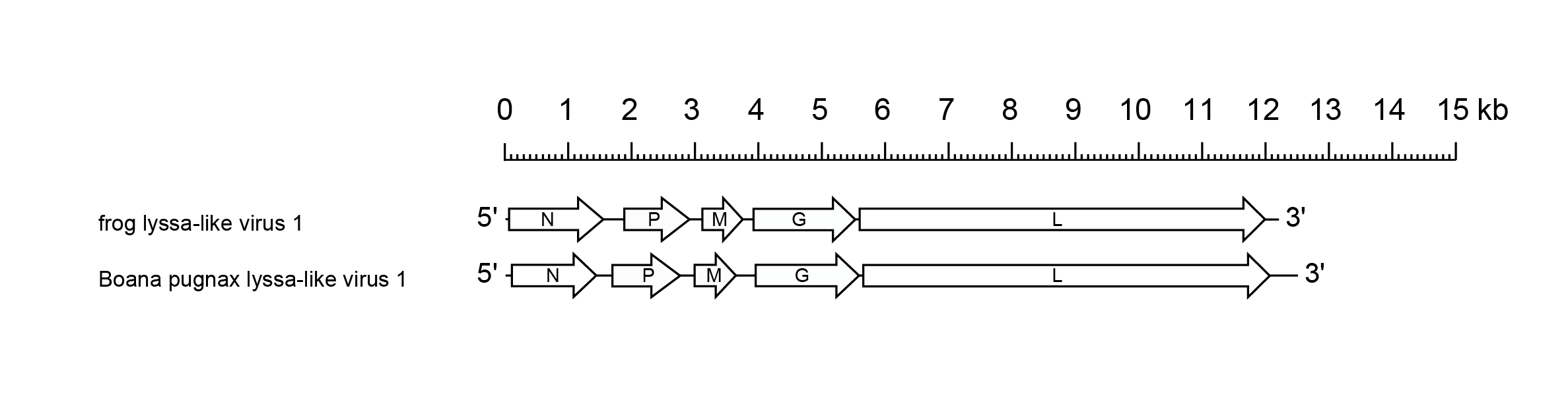 Amplylivirus genomes