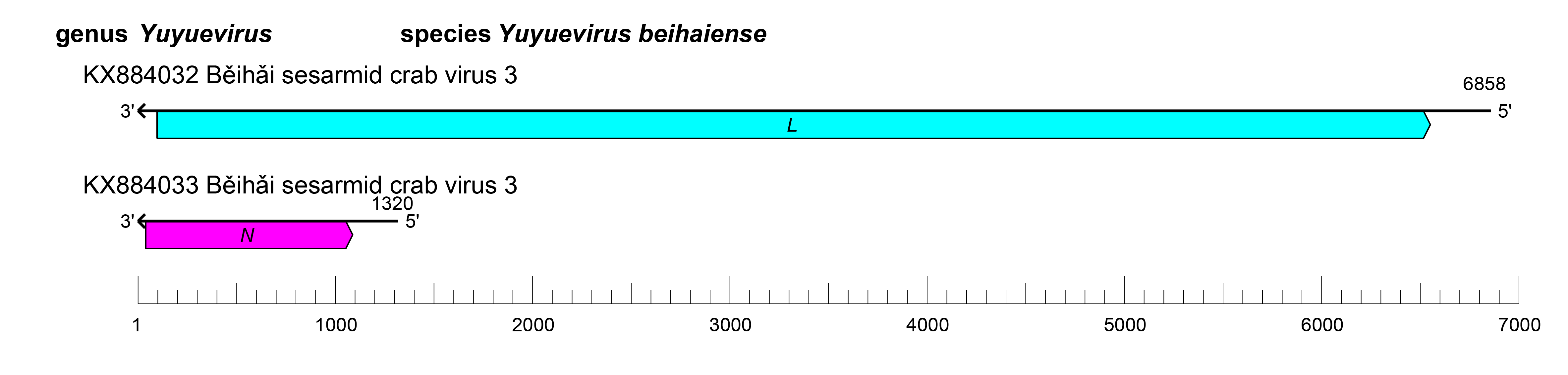 Yueviridae genome