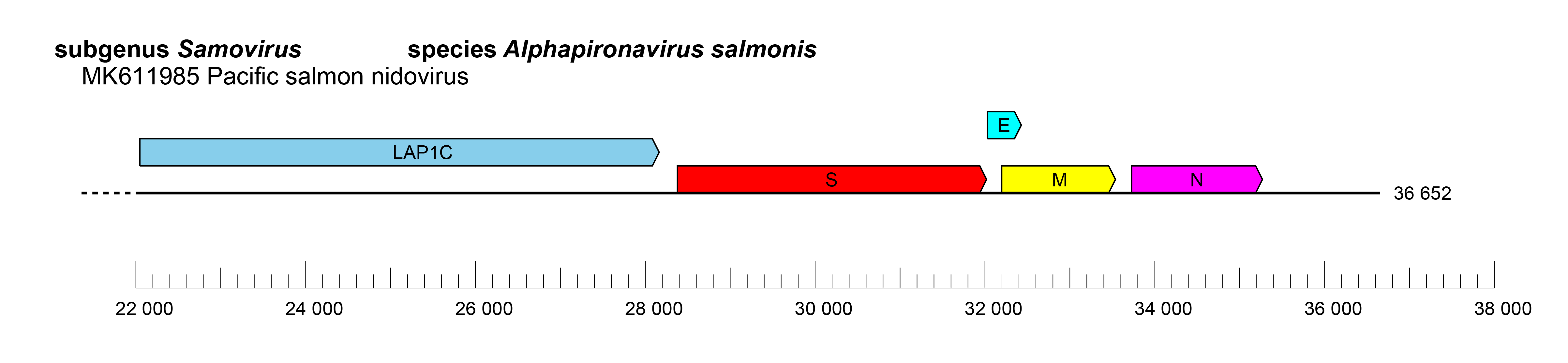 Pitovirinae genome