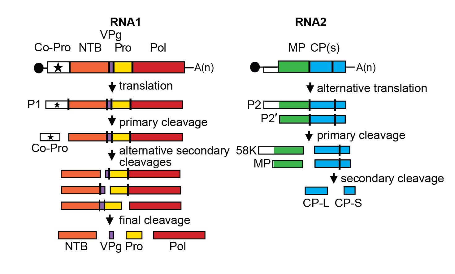 Comovirus genome organisation