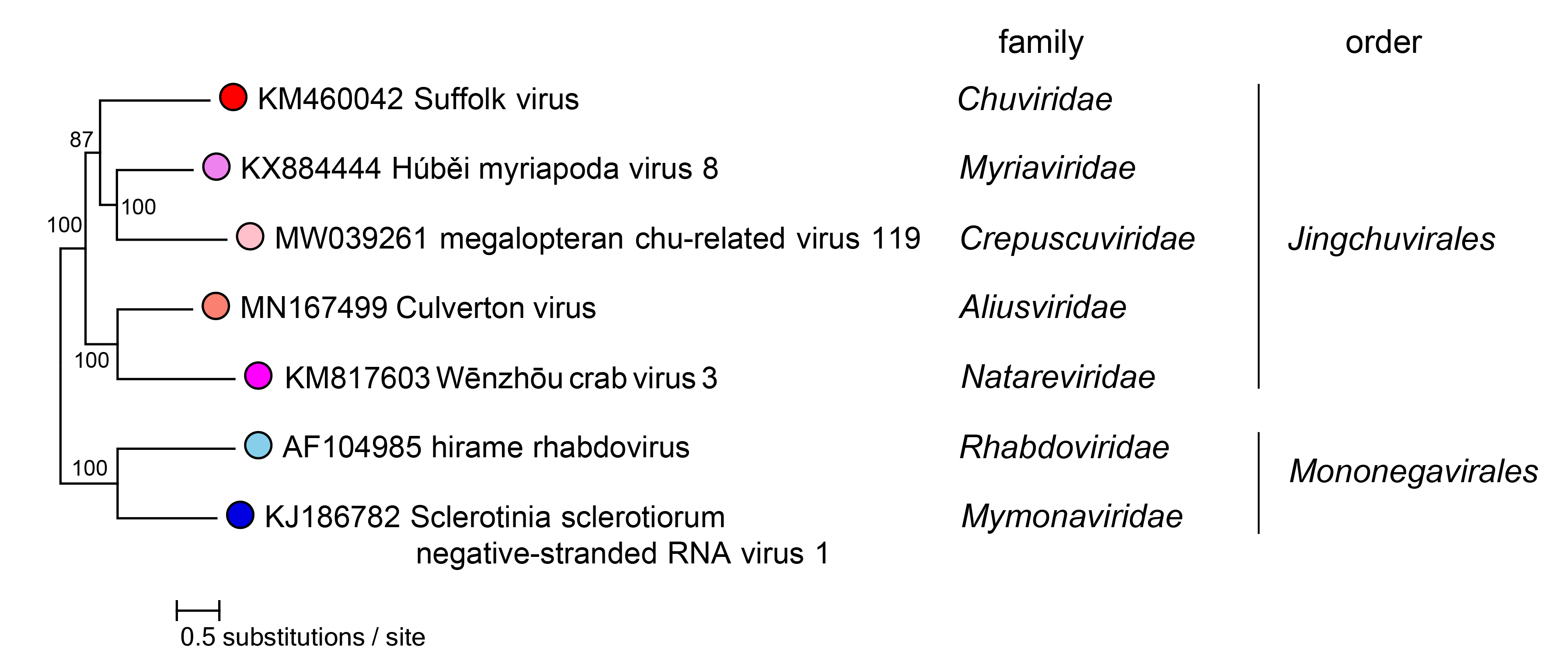 Jingchuvirales phylogeny