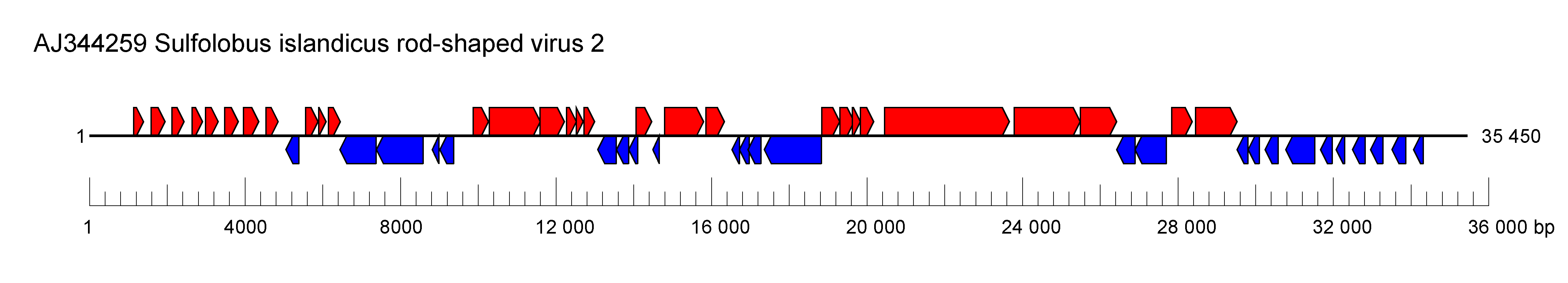 Rudiviridae genome