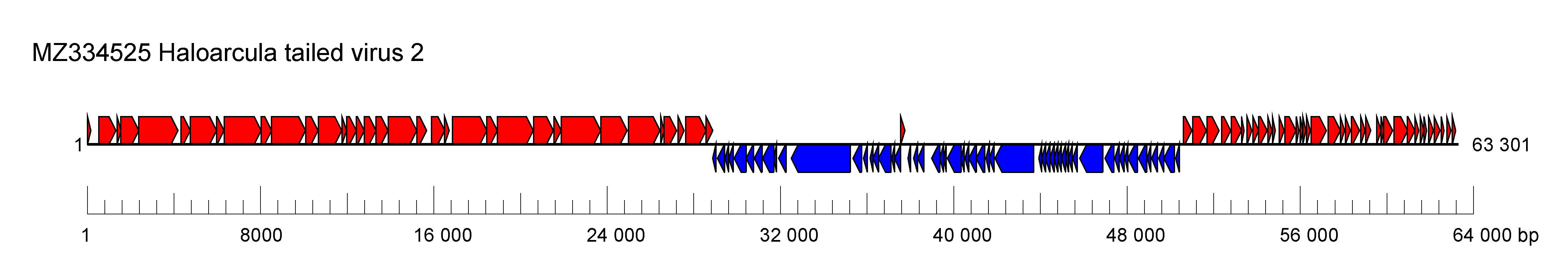 Soleiviridae genome