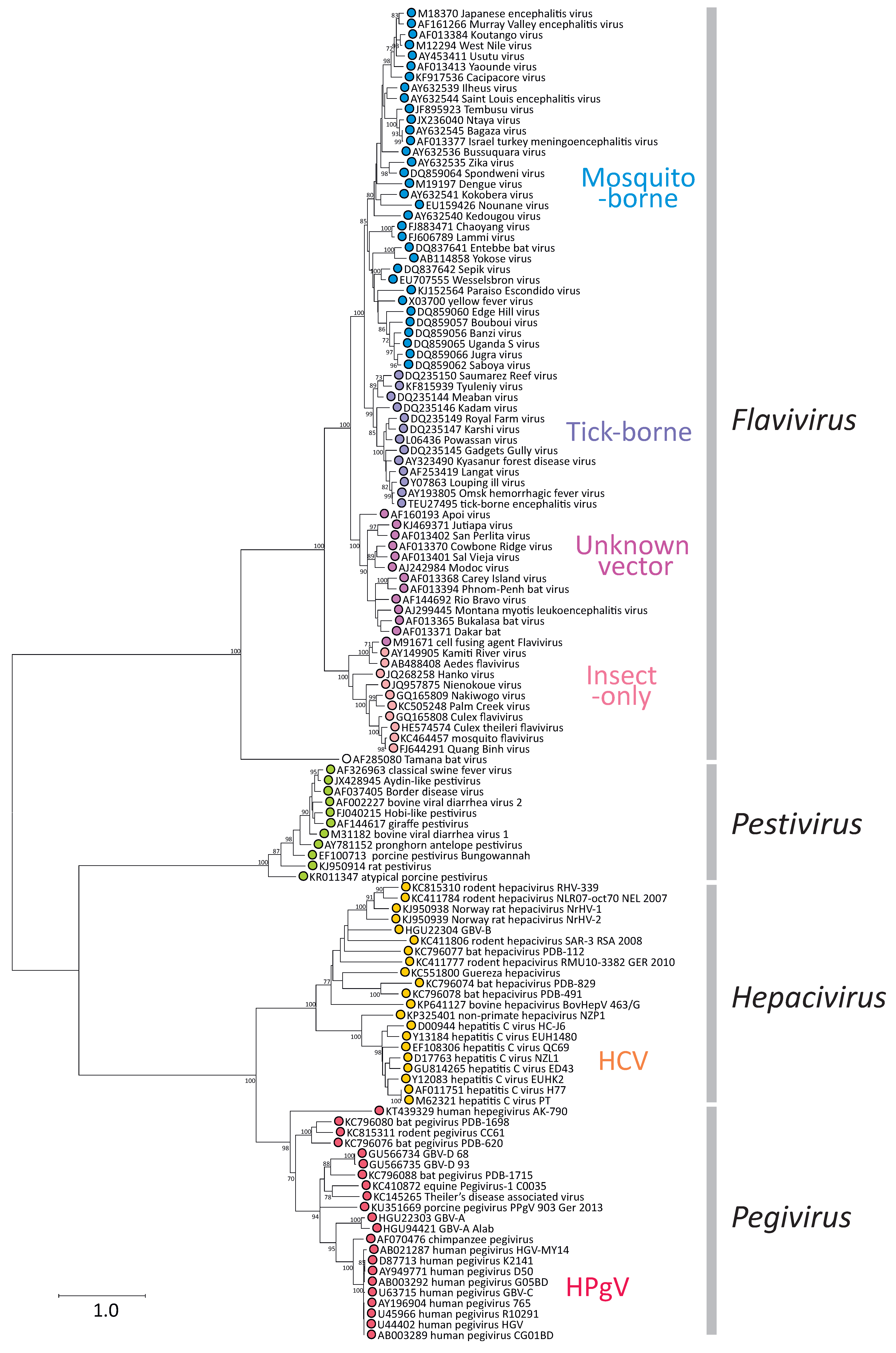 Flaviviridae Phylogeny