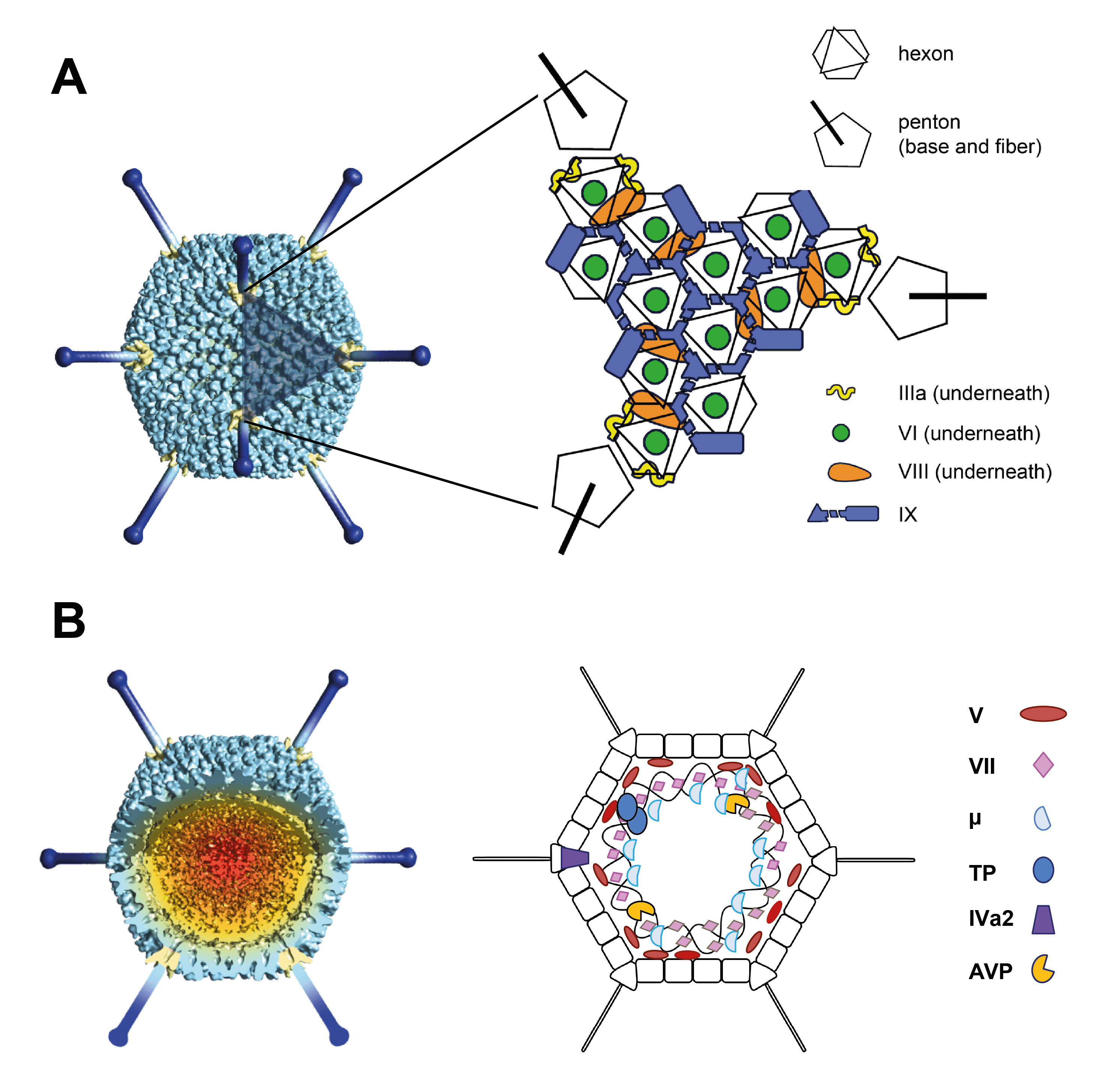 adenovirus classification