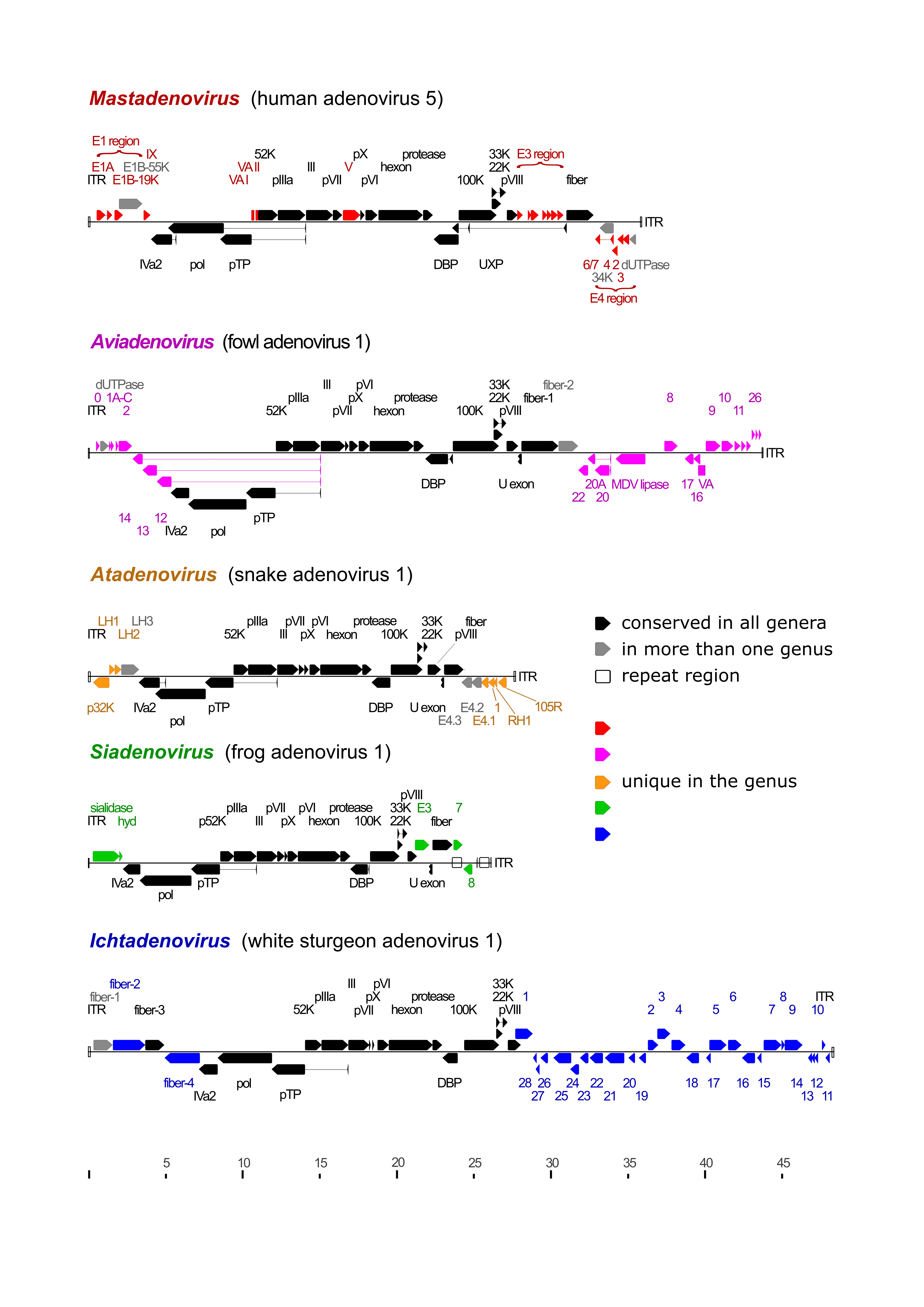 Adenoviridae Genomes