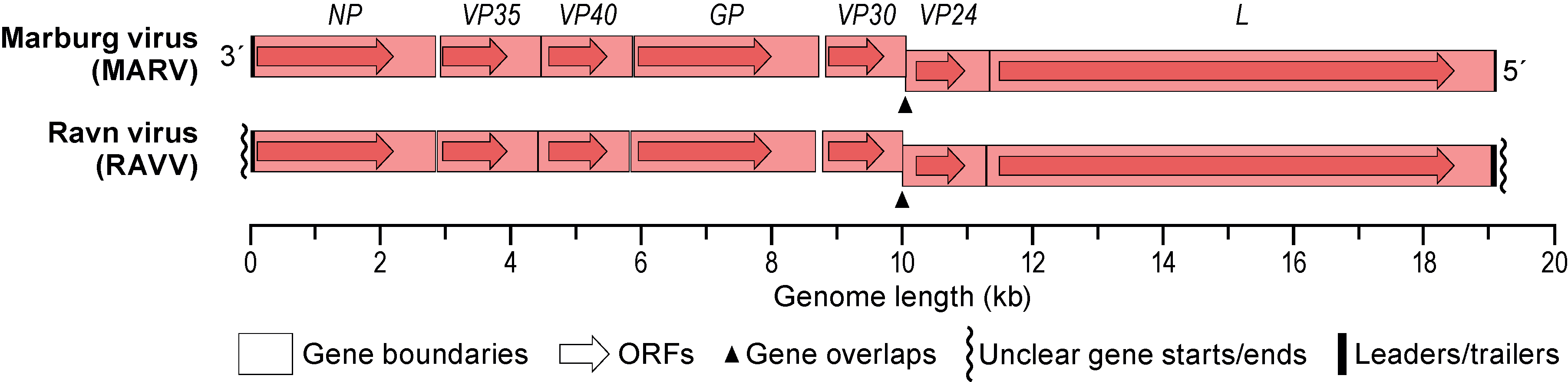 Genus Marburgvirus ICTV