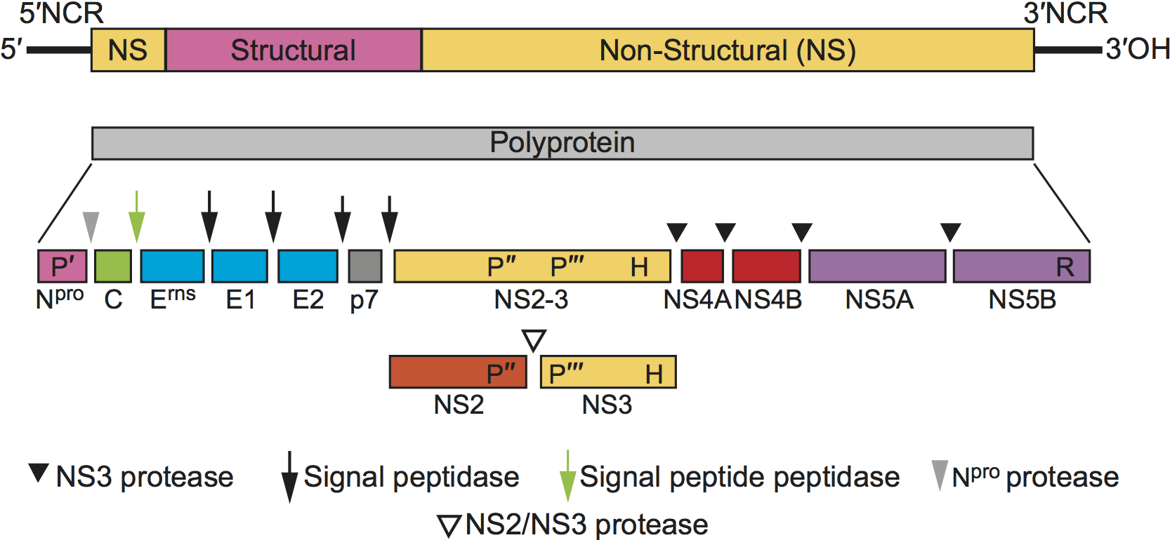 Pestivirus Genome Organization