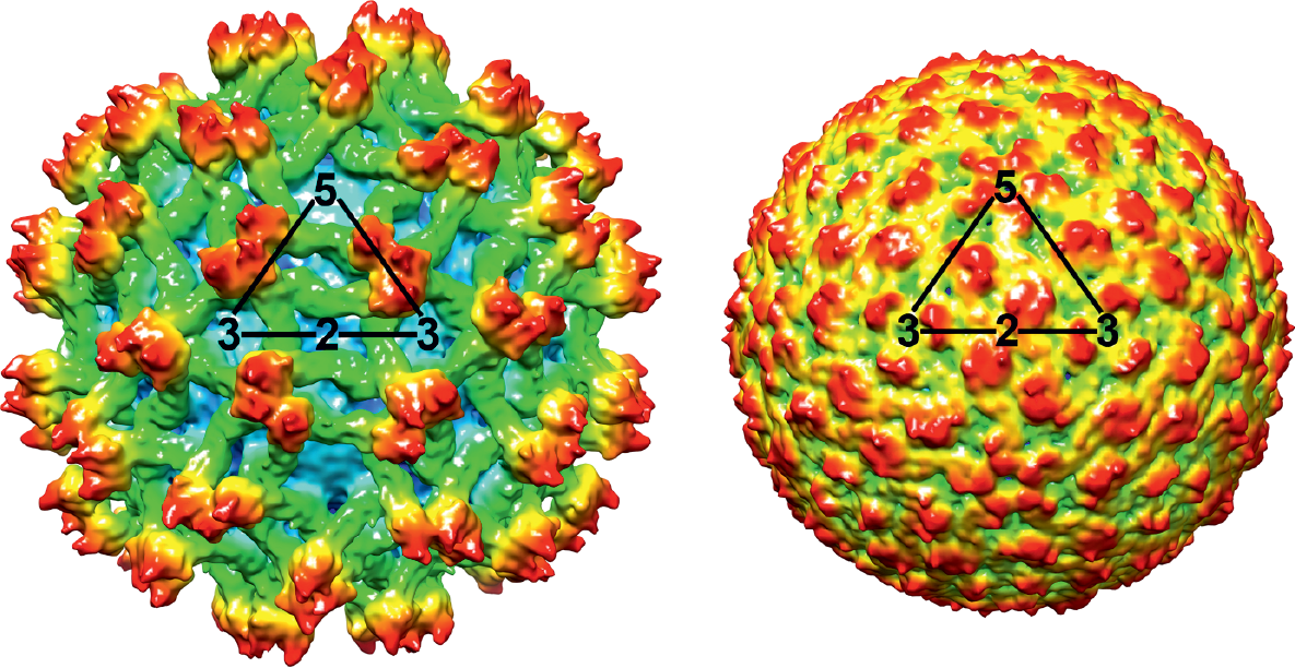 Genus: Flavivirus | ICTV