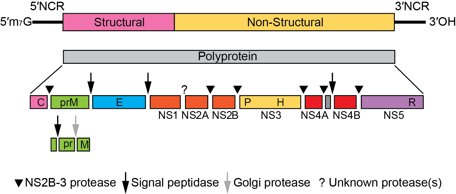 Flavivirus genome organization 