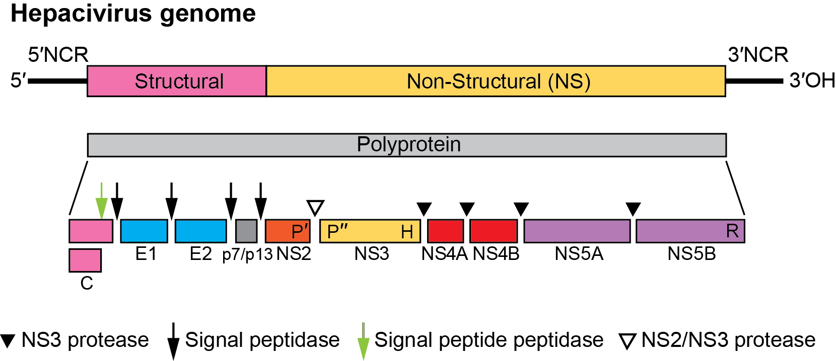 Hepacivirus Genome Organization