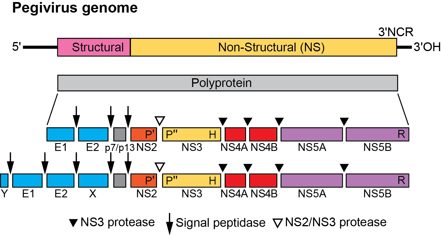 Pegivirus Genome Organization