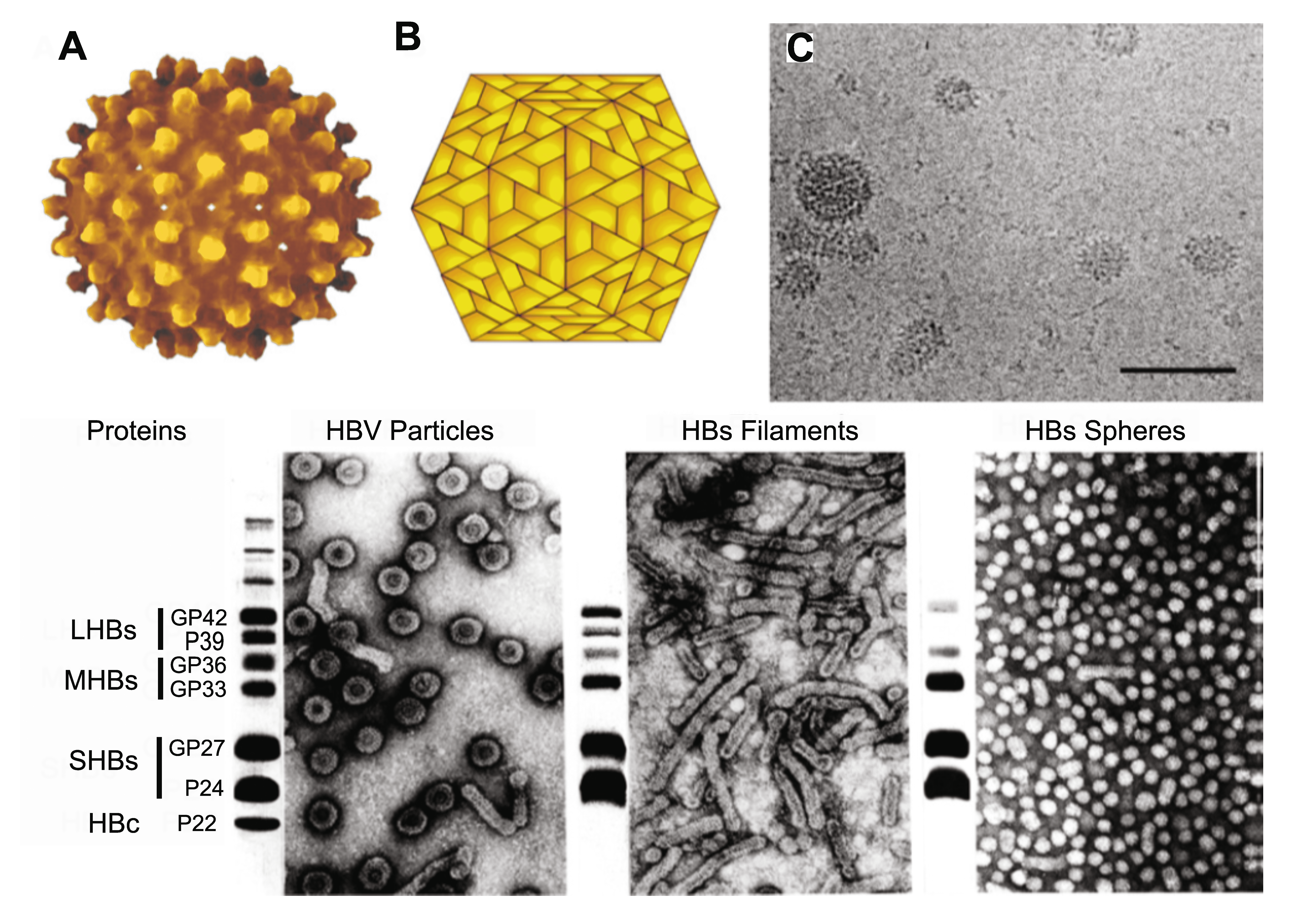 hepatitis b virus structure