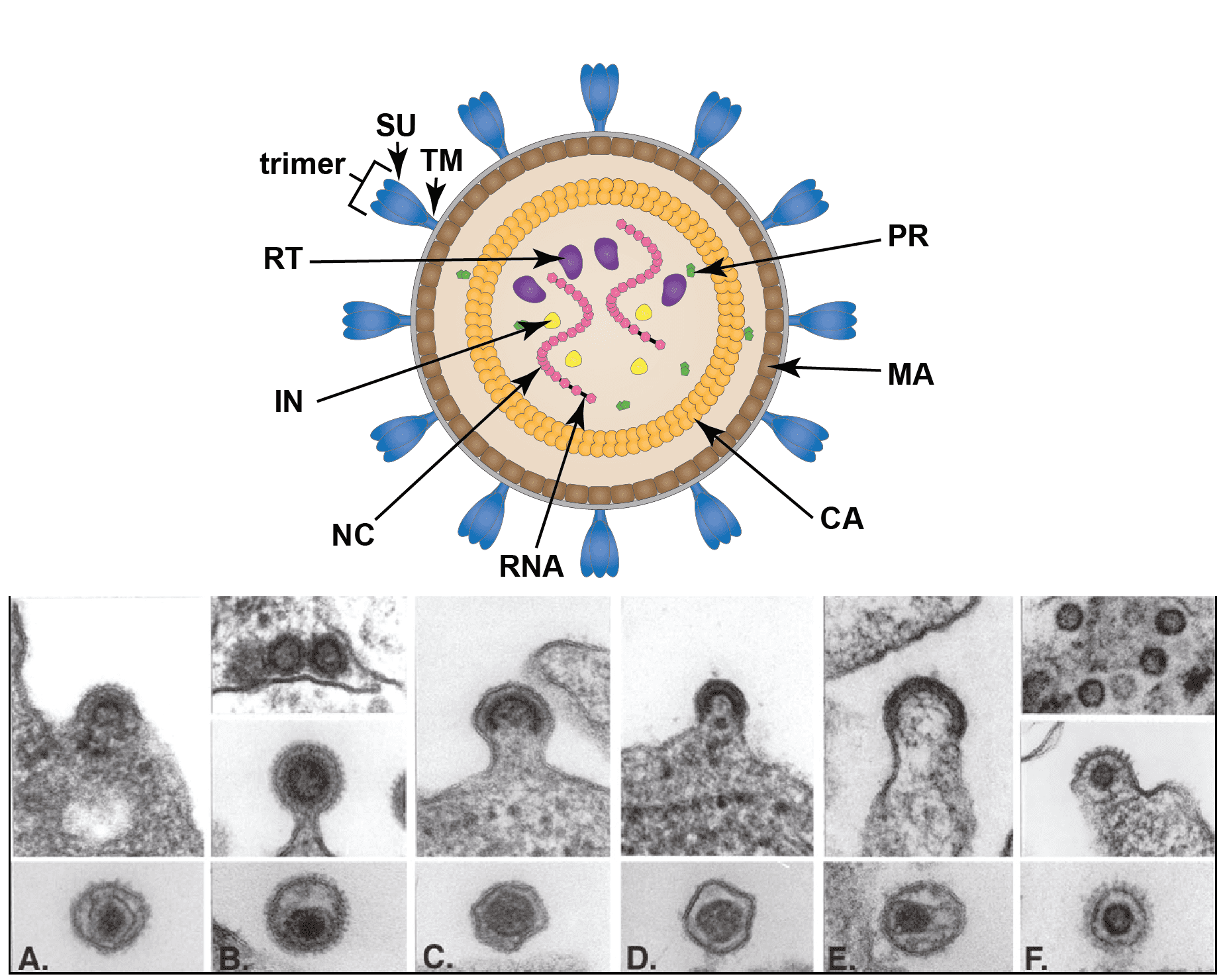 Retrovirus Structure